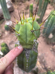 👑💎🌶️  CSD — Large Tip Graft