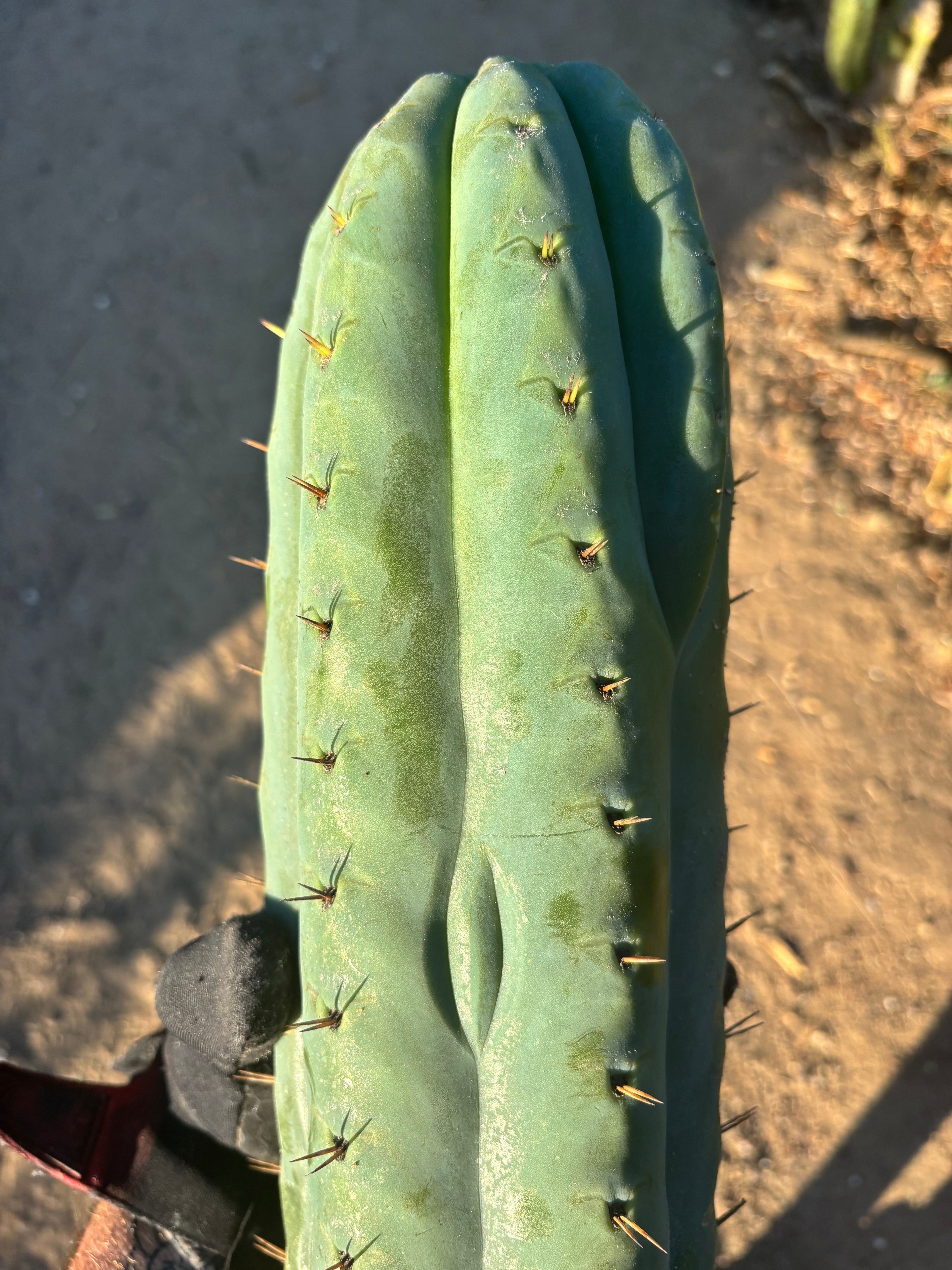 👑🌶️  Ashdod — 6” Pup