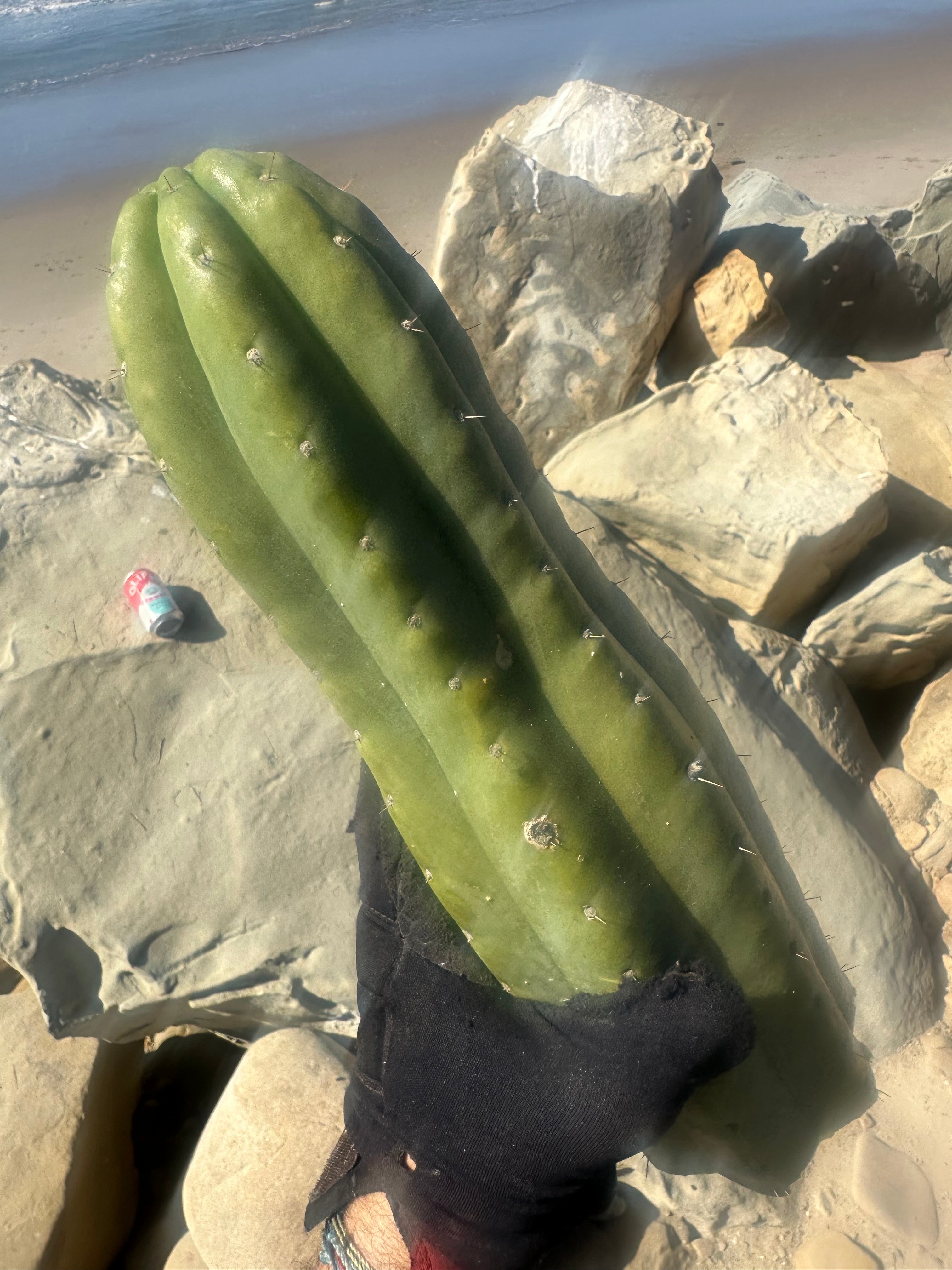 👑🌶️ Tom Juuls Giant  — XL Thick 15” Tip