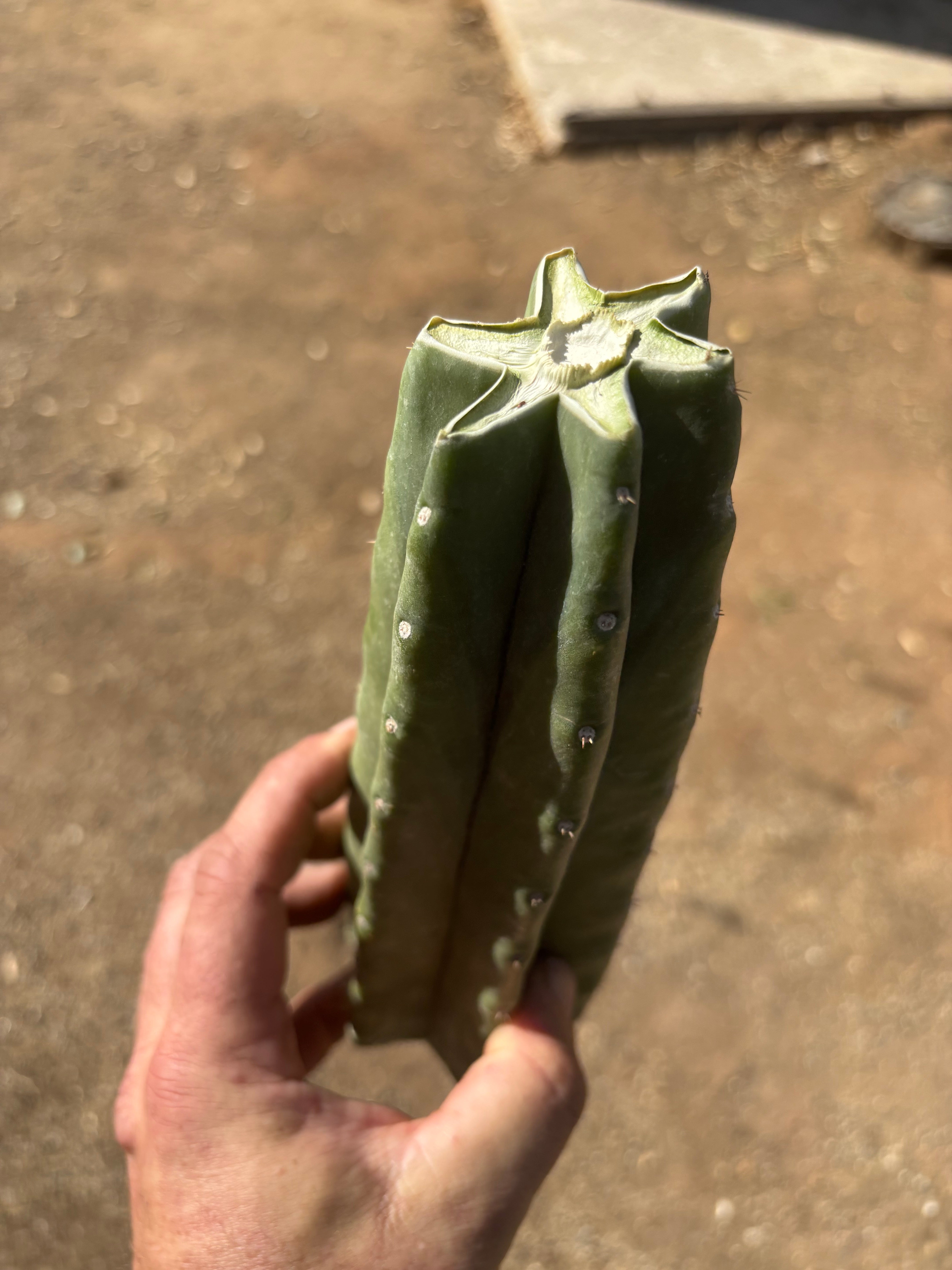 👑🌶️ Tom Juuls Giant — 10” Mid
