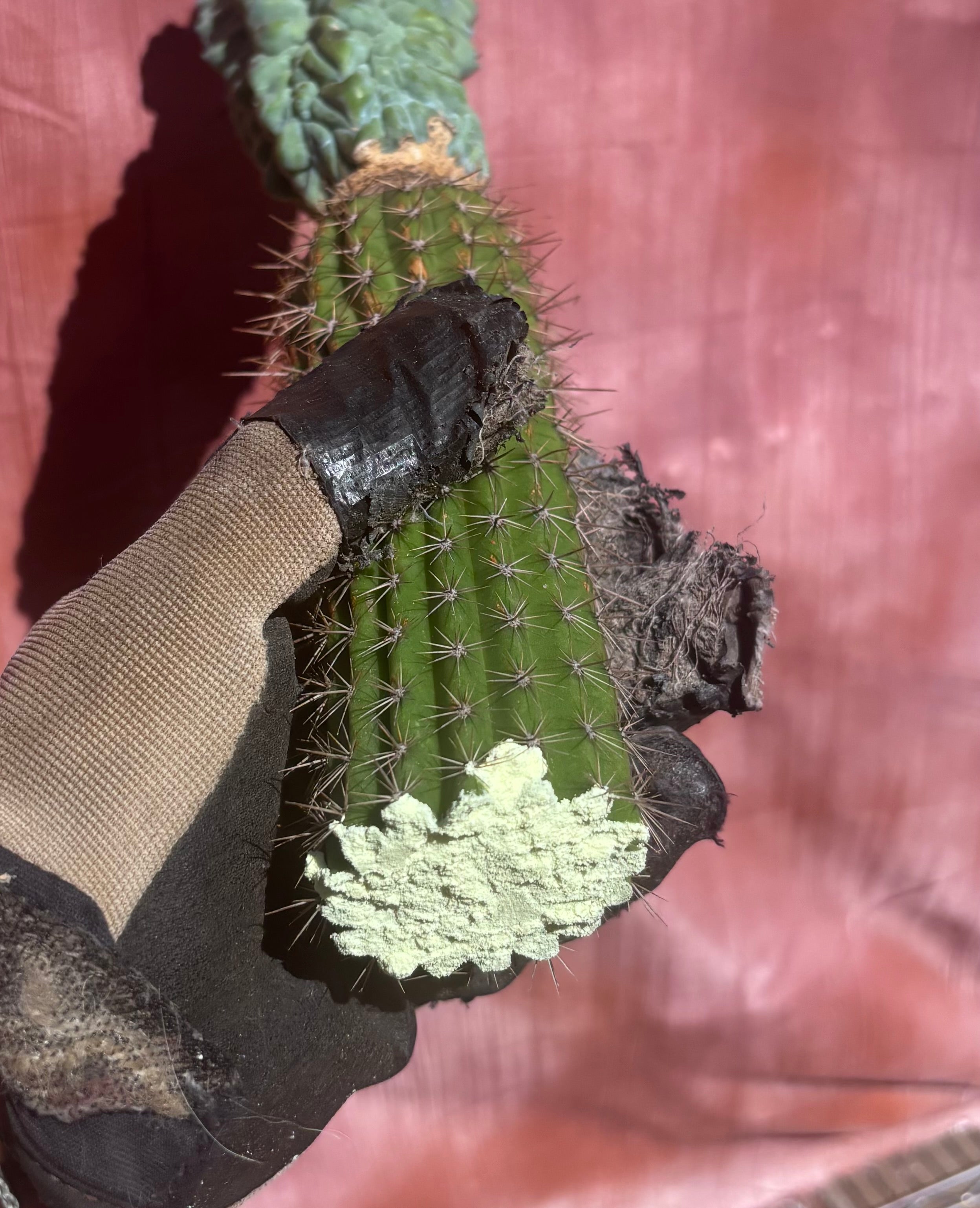 👑💎 Glorp — XL Graft with 5 Pups