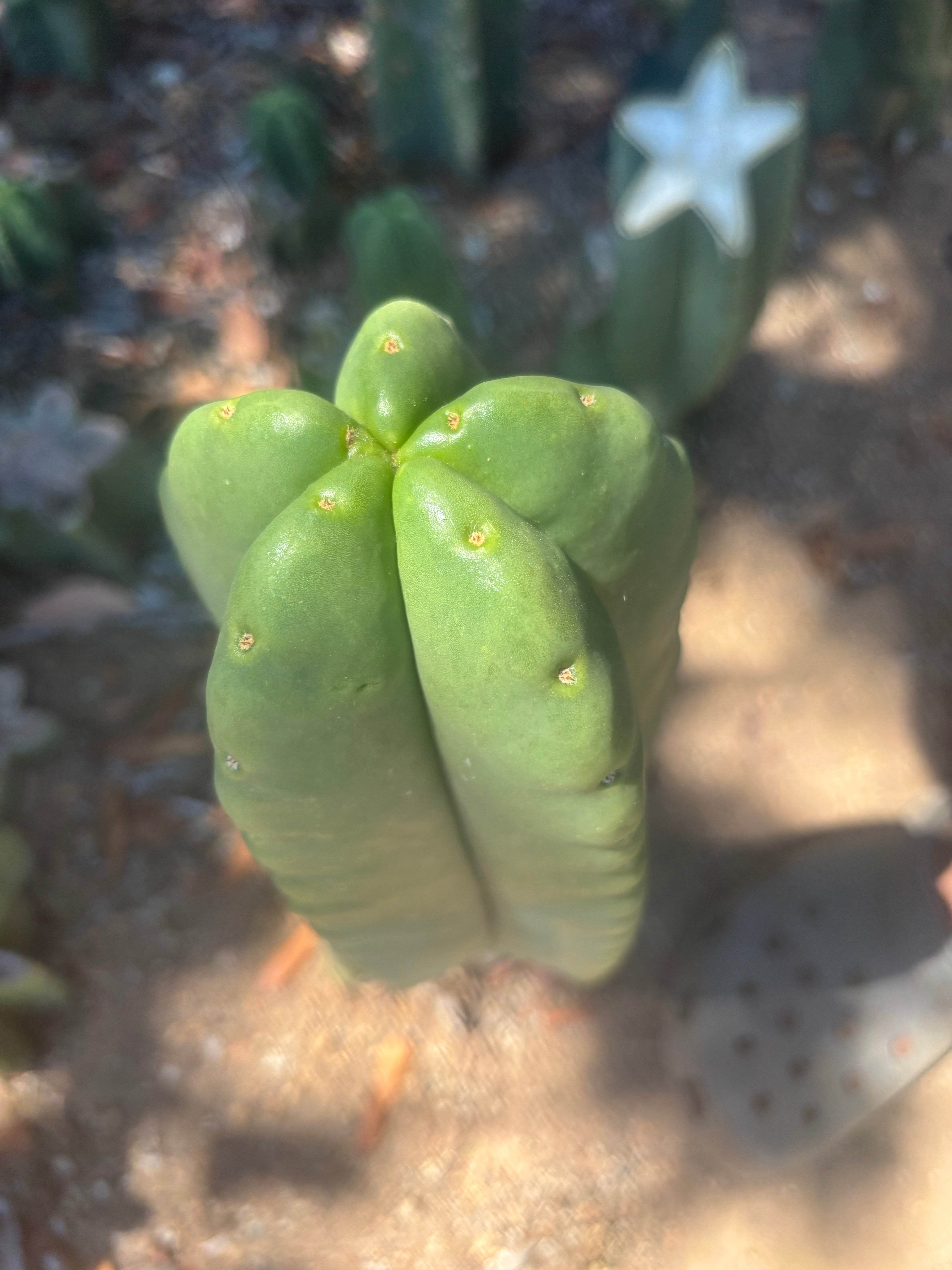 💎👑🌶️ Ferah — Another Chonky 9” Tip