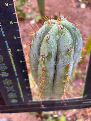 👑🌶️ Kimnach — Fat 8” Tip