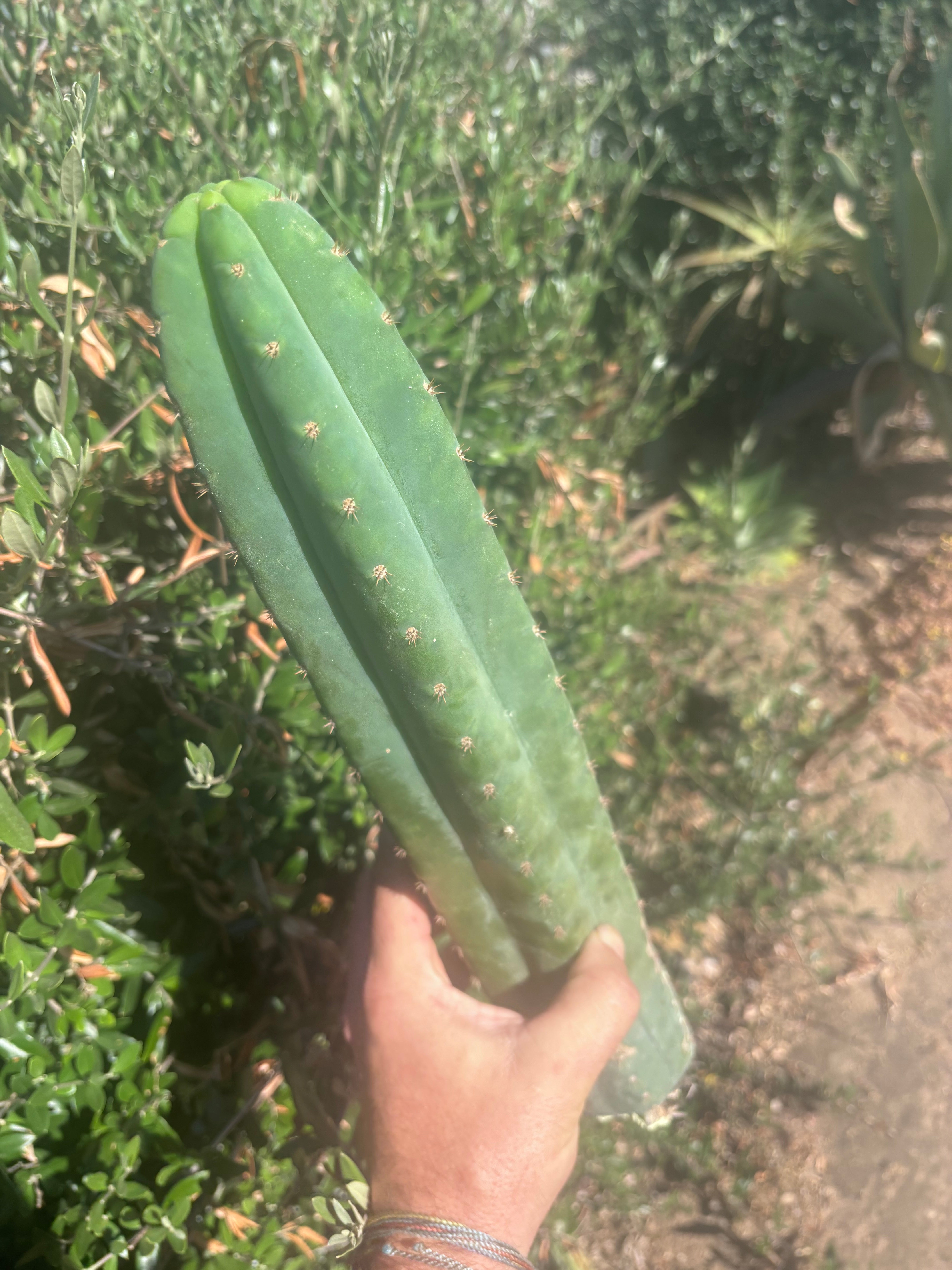 👑🌶️ Ventucky Blue — XL 17” Pups