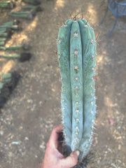 👑💎  Icaros DNA  — XL 17” Fully Rooted