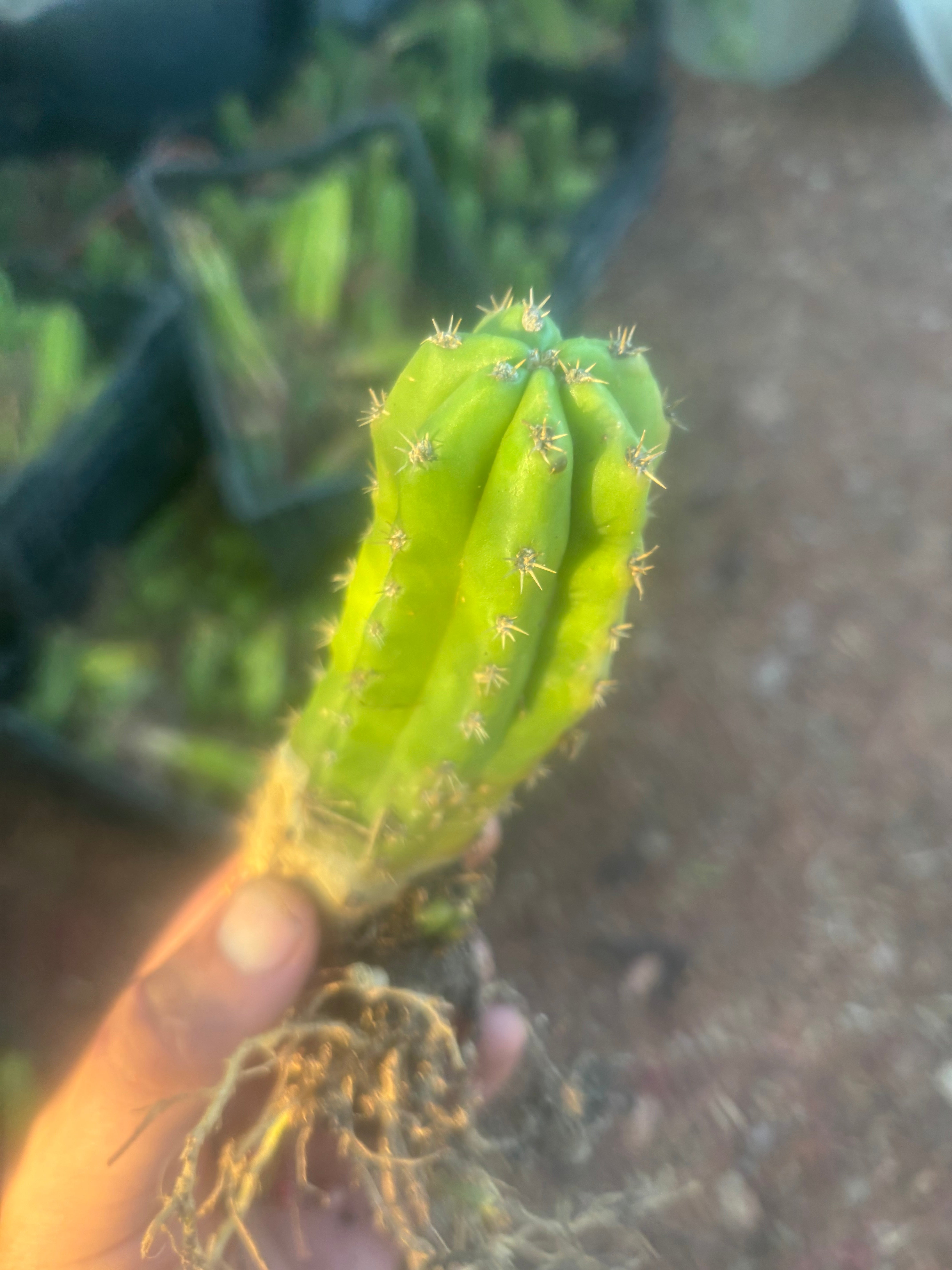 ADD-ON FREEBIE (Restocked!) —  Mystery Yearling