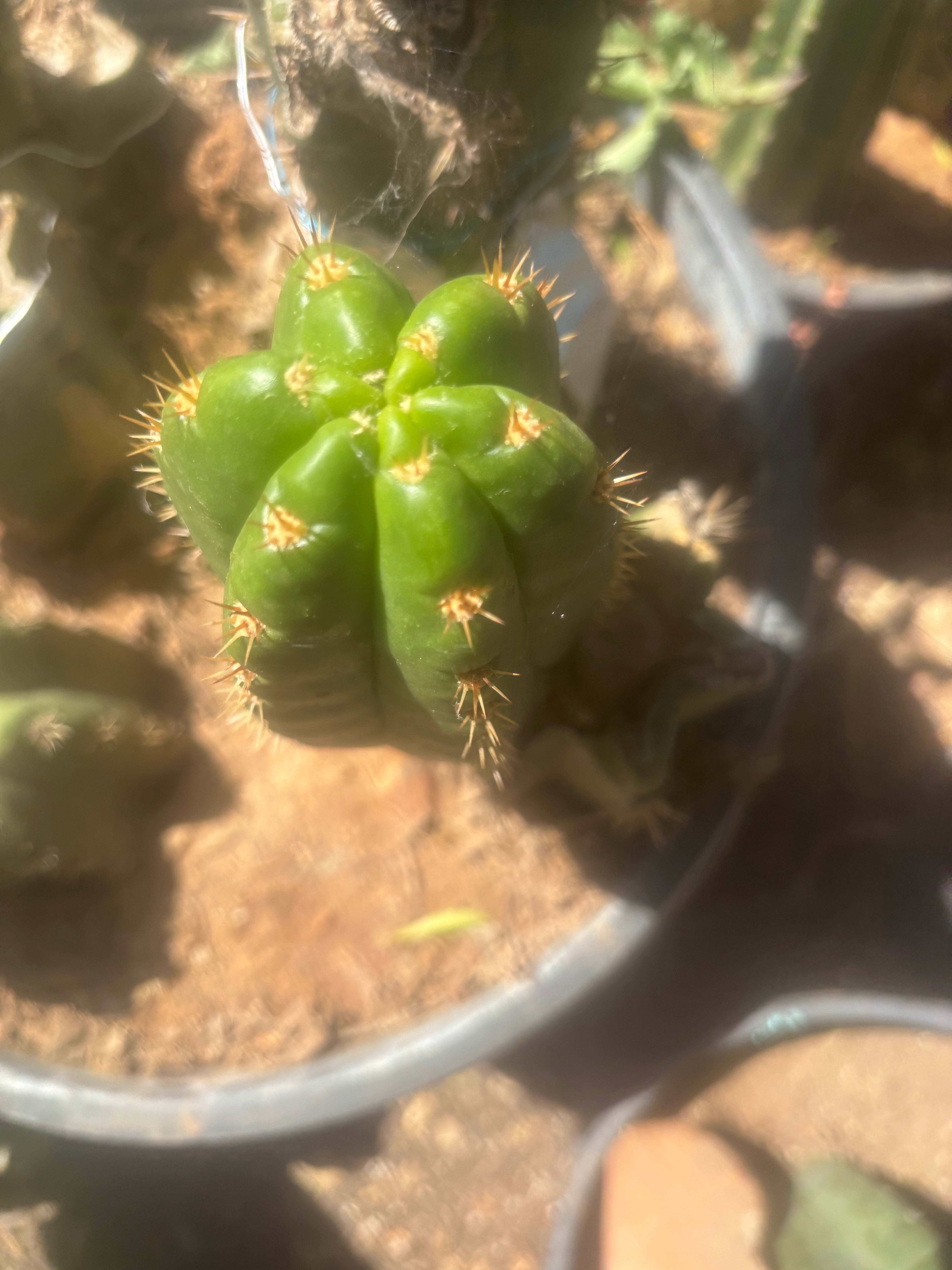 💎👑💎🌶️ CareBear — 5” Grenade
