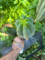 🌶️🌶️ NoidTwo — XL 13” Pup