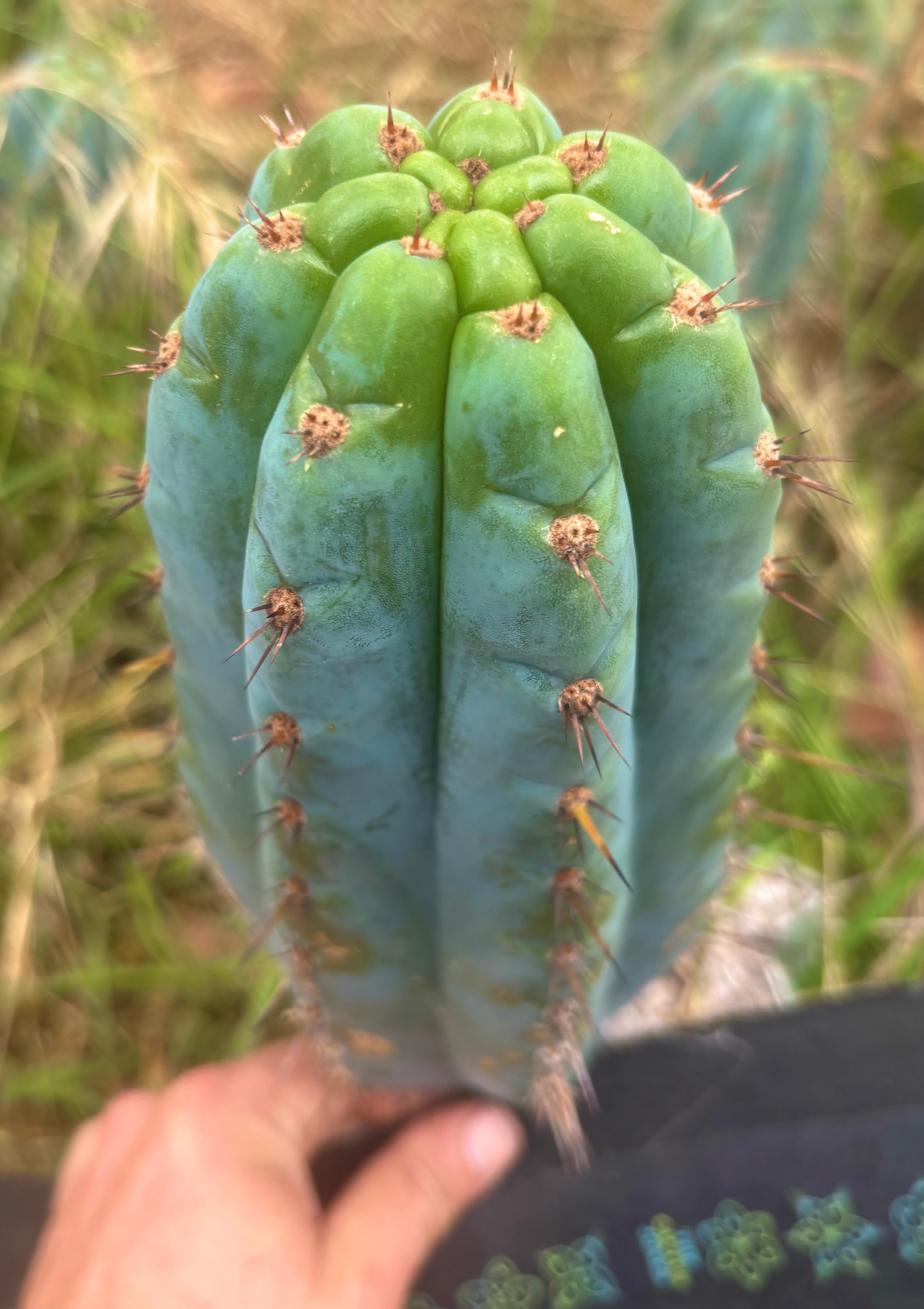 💎👑💎 Papa Smurf — XL Beefy 11” Pup