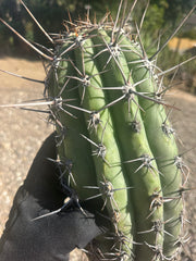 💎⚔️ Taq-Sheckii — Beastly Pups (2)