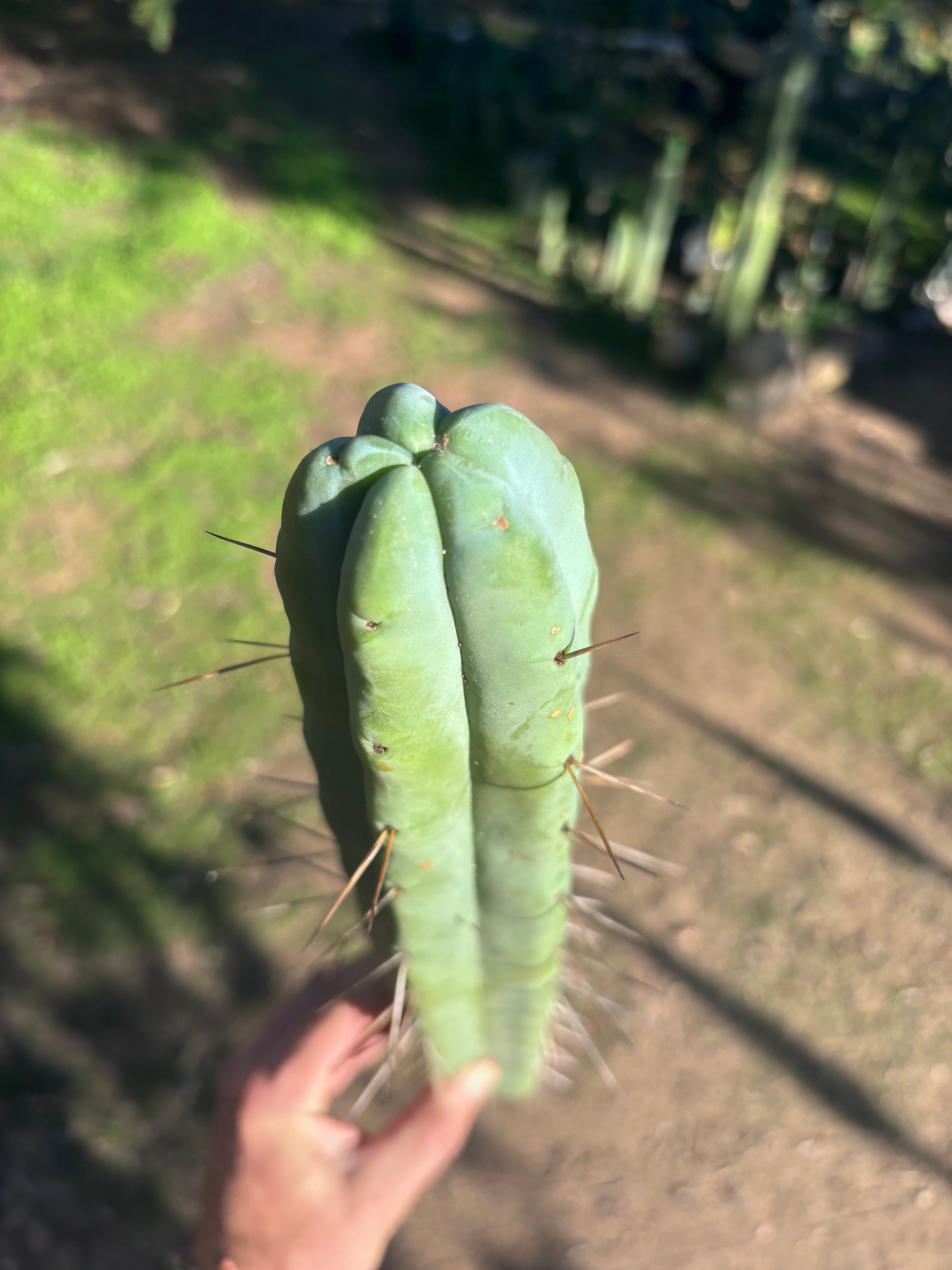 👑🌶️ Hammer2 — XL 17” Tip