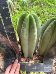 👑🌶️ Scop A — Fully Rooted 13”