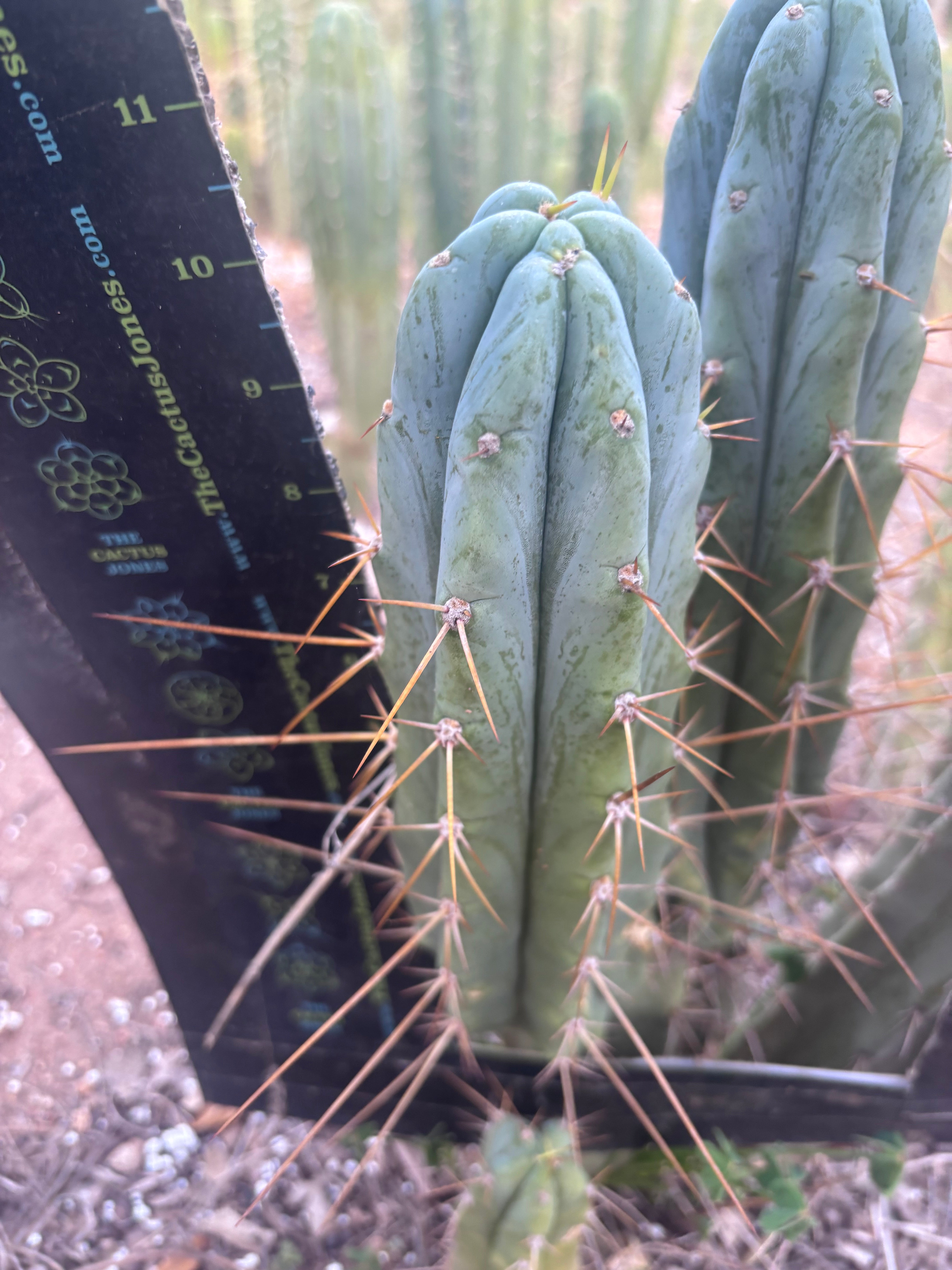 👑🌶️ S.S. Achuma — 10.5” Pup