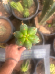 💎🌶️🌶️ NOM — XL 12” Tip