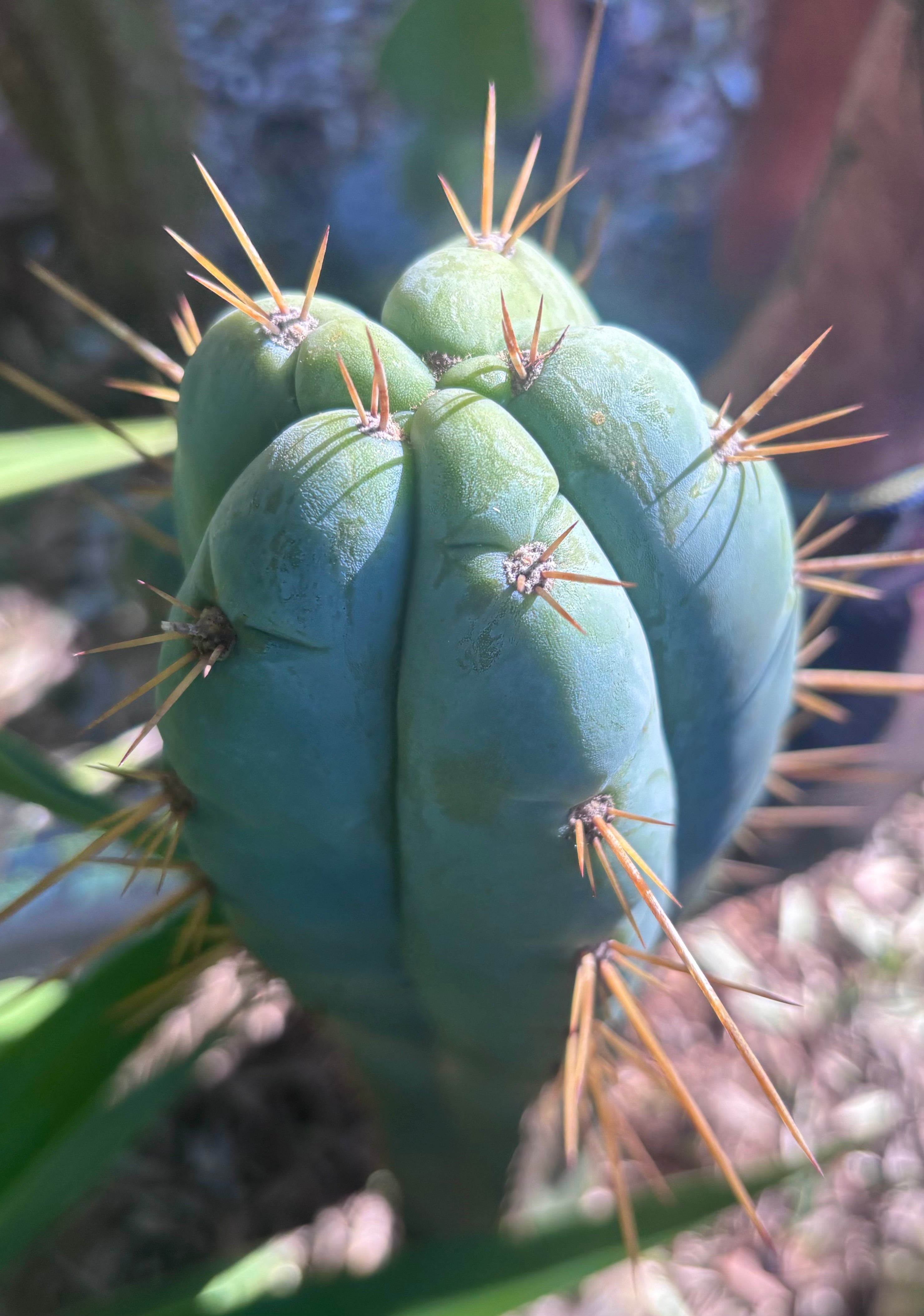👑 Lotusland Huanu —  Chonky 10” Tip