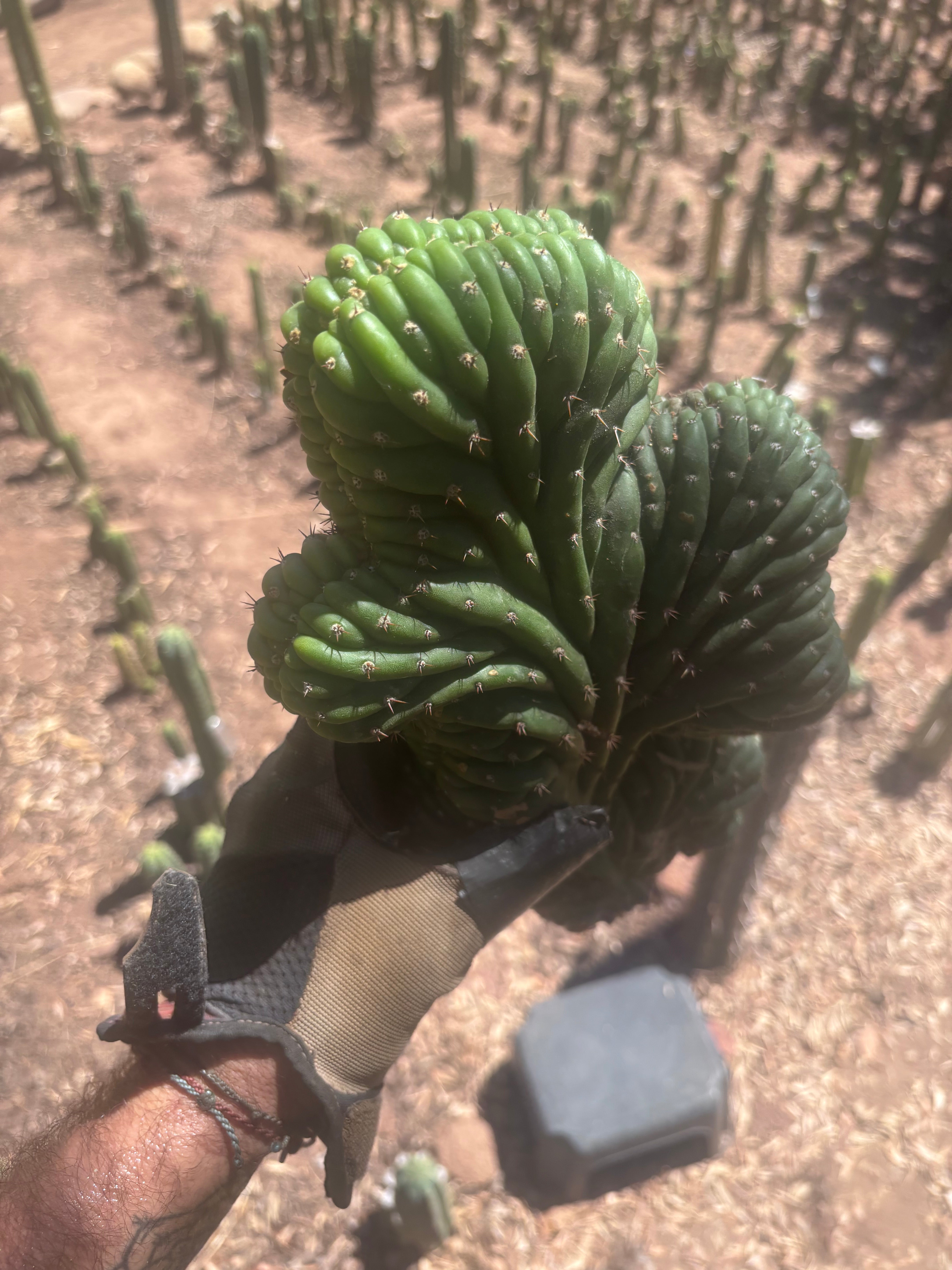 💎👑 TPMC — Large Crests (3)