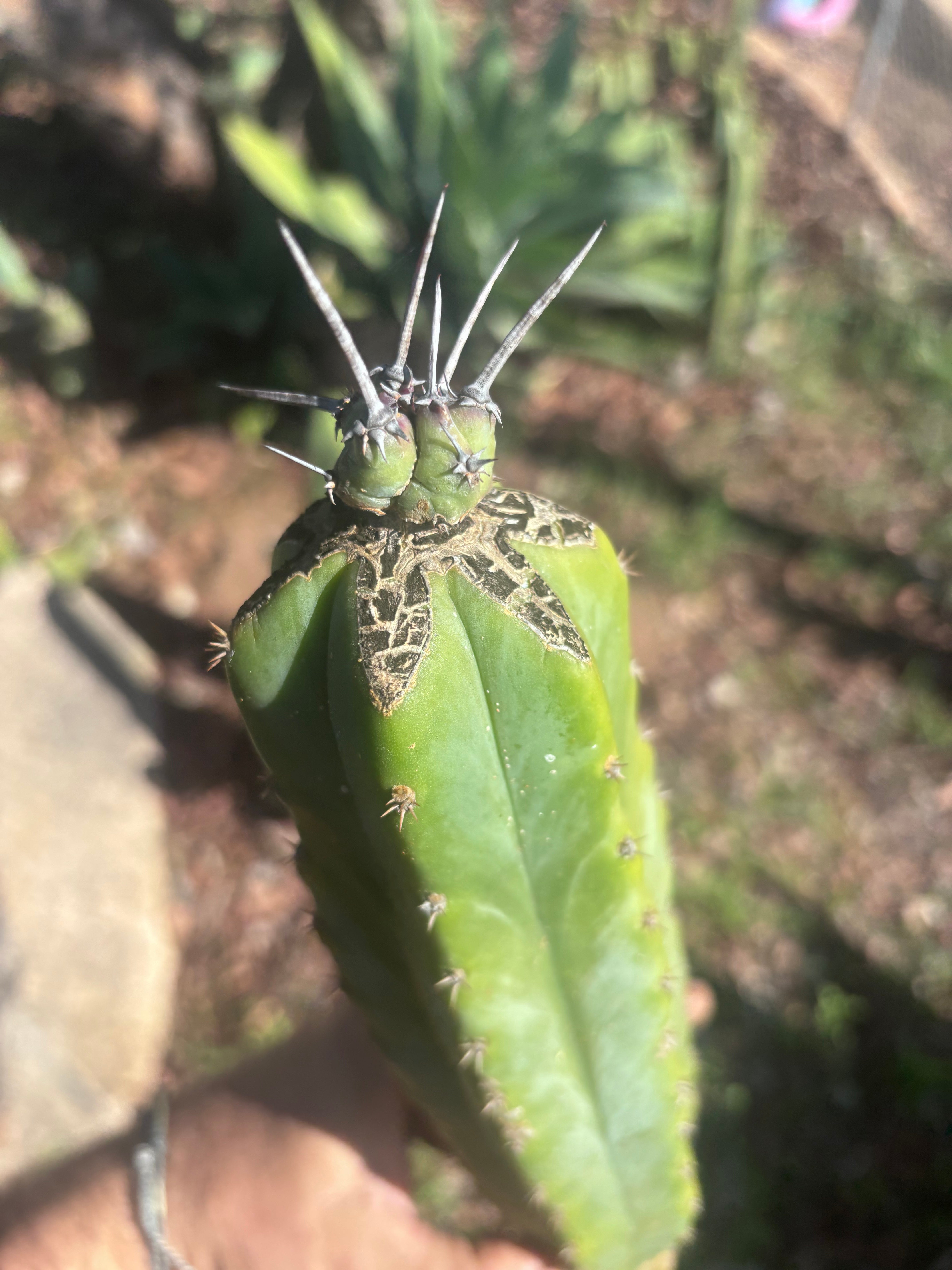 🦄 👑 M Stacker — Rooted Graft