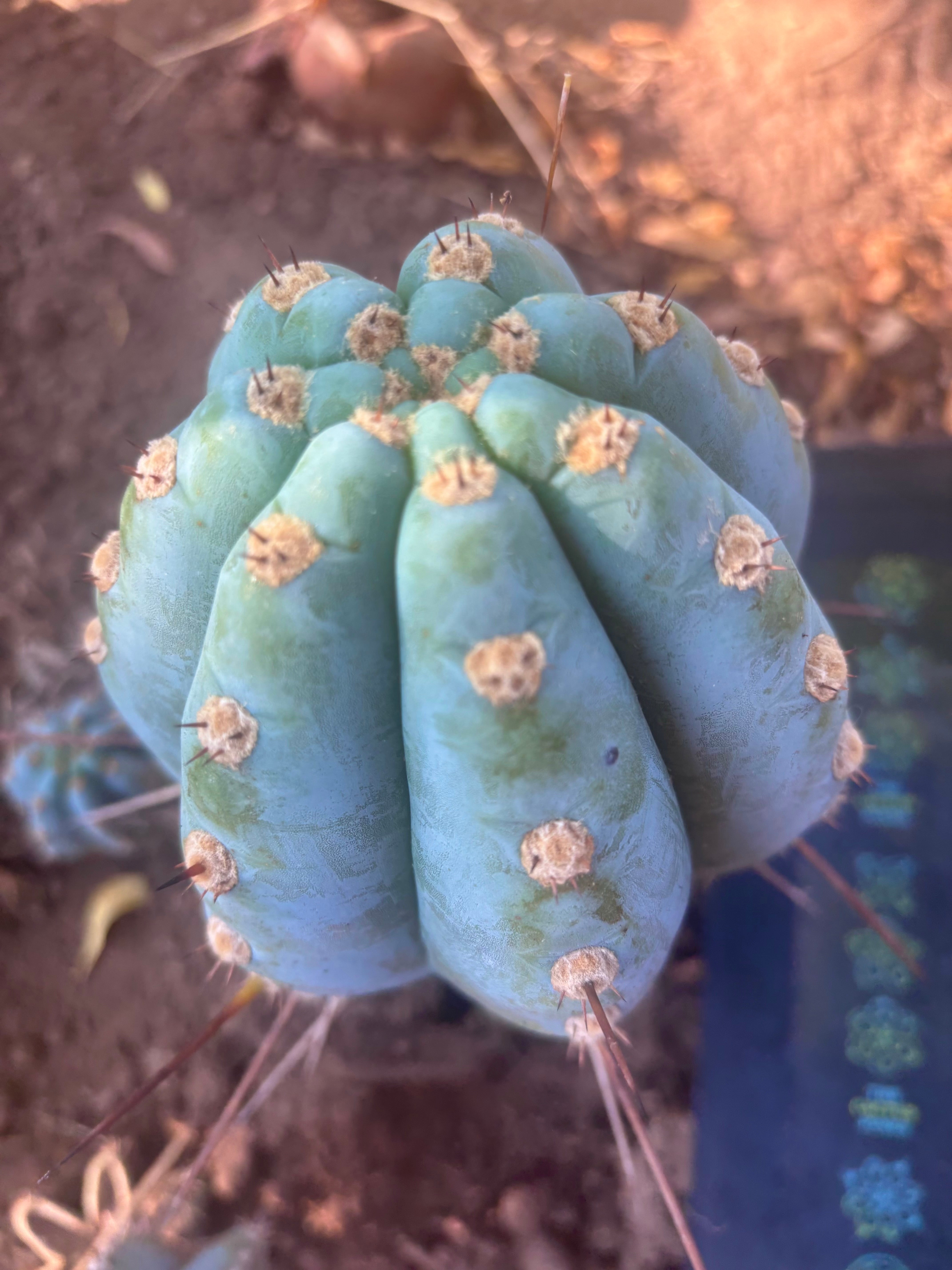 💎👑 Althea — Chonky 6” Tip