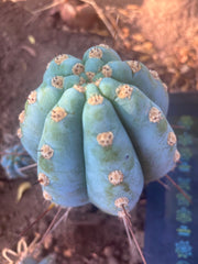 💎👑 Althea — Chonky 6” Tip