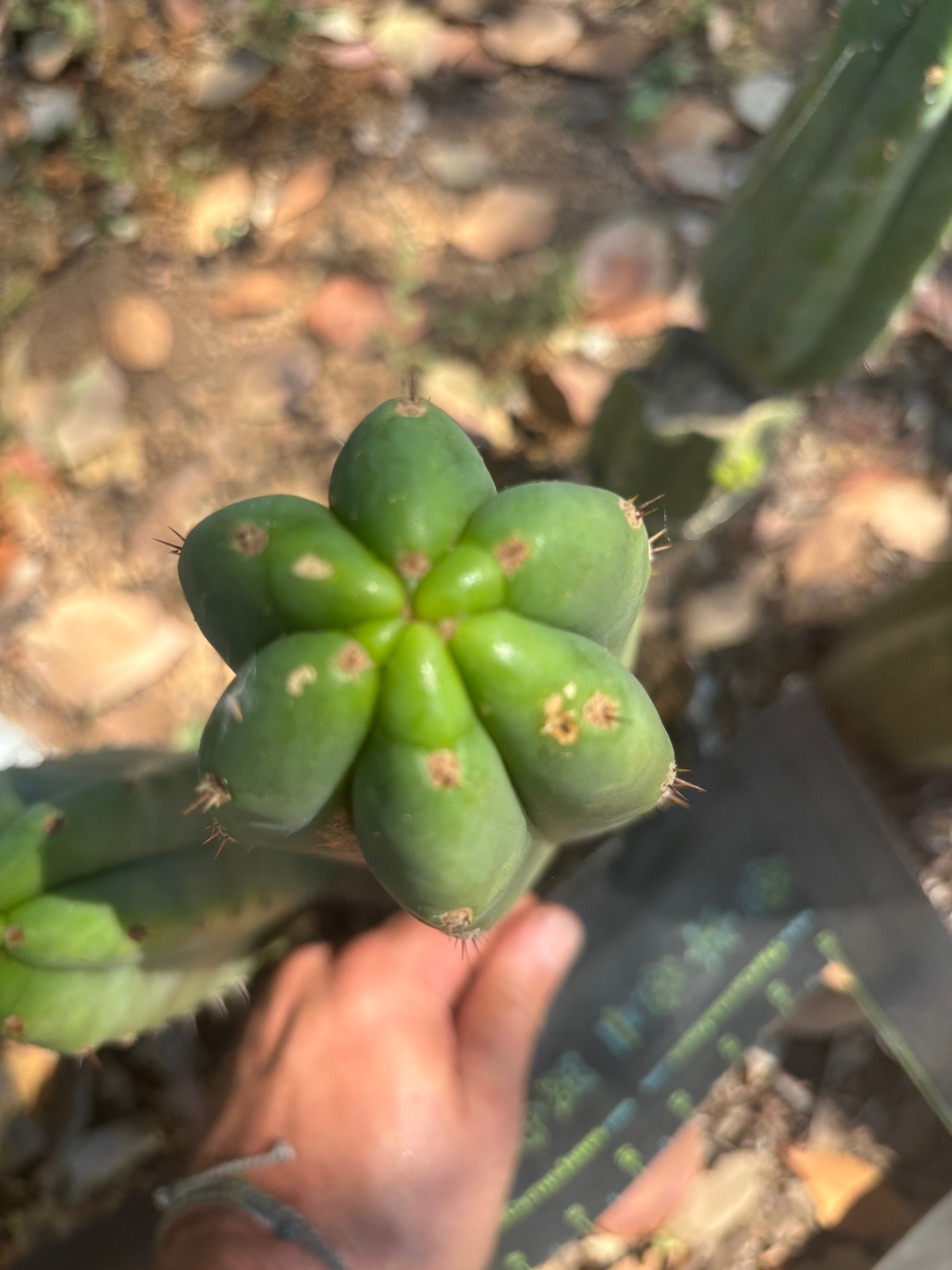 👑🌶️🌶️ Landfill — 11” Tip