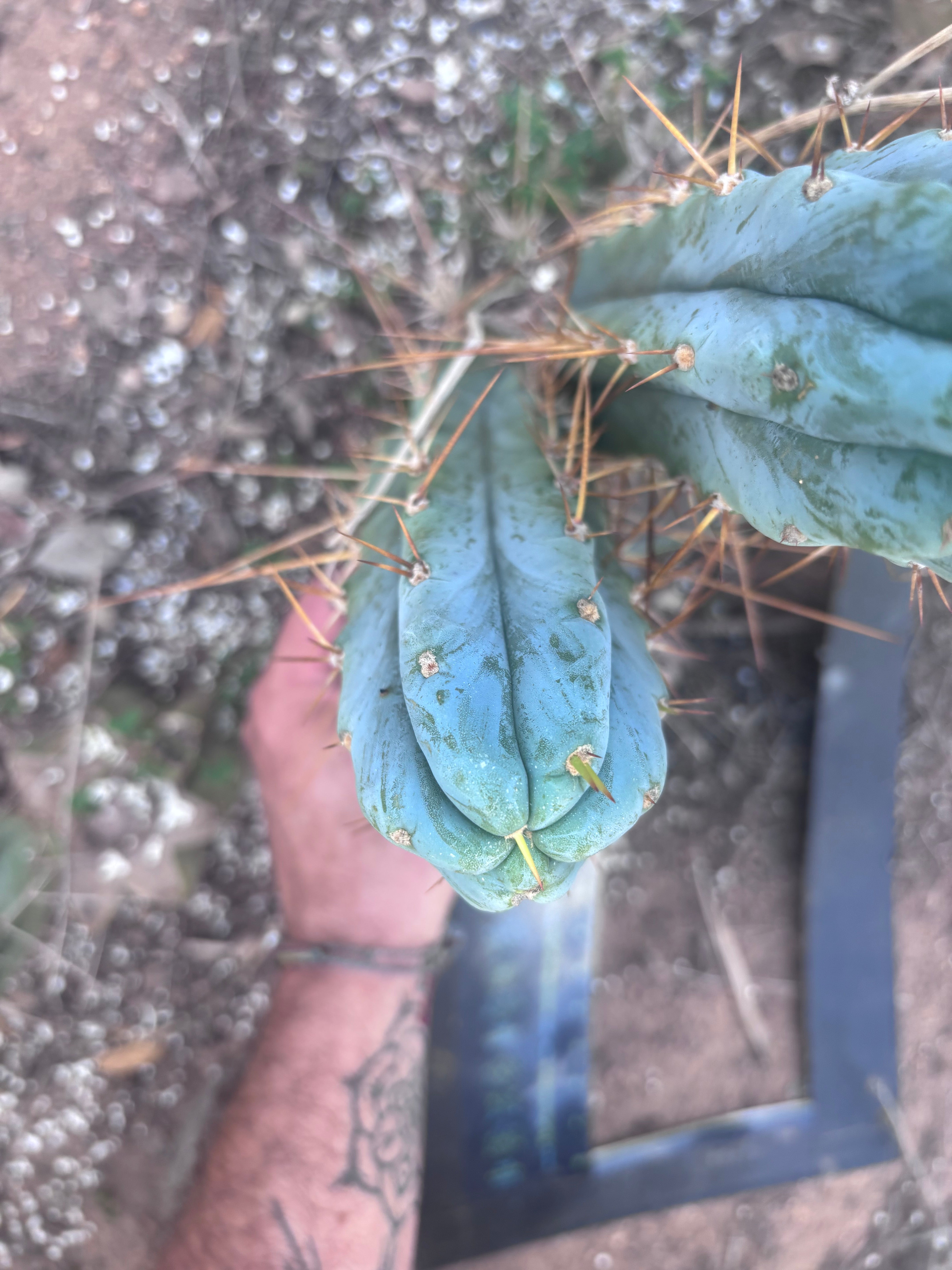 👑🌶️ S.S. Achuma — 10.5” Pup