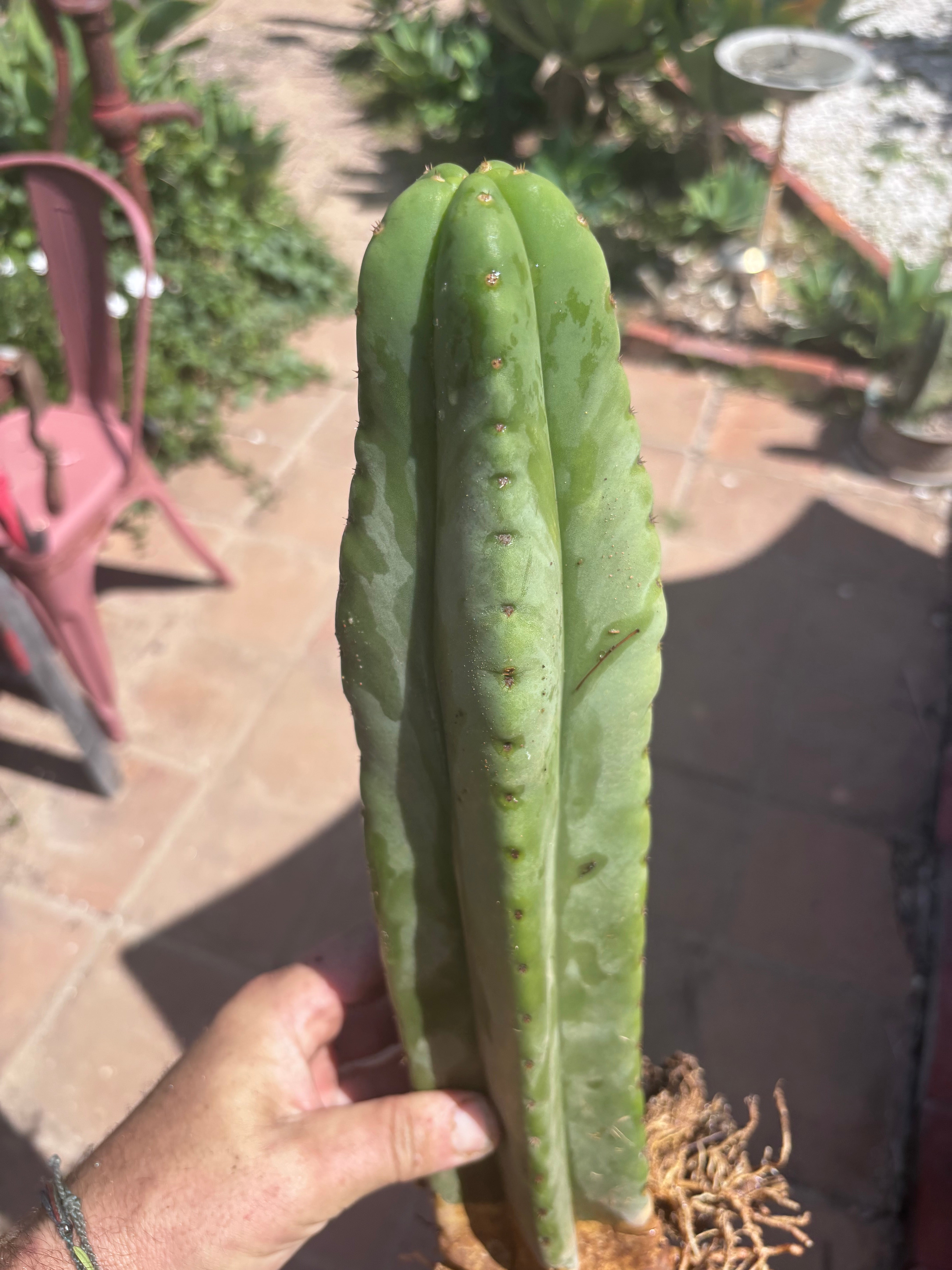 👑🌶️ Scop A — Fully Rooted 15” Tip