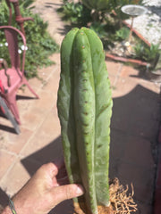 👑🌶️ Scop A — Fully Rooted 15” Tip