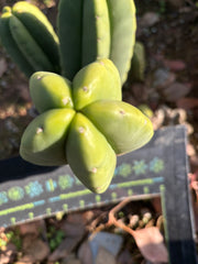 👑🌶️ Zulk — 9” Pup Melon
