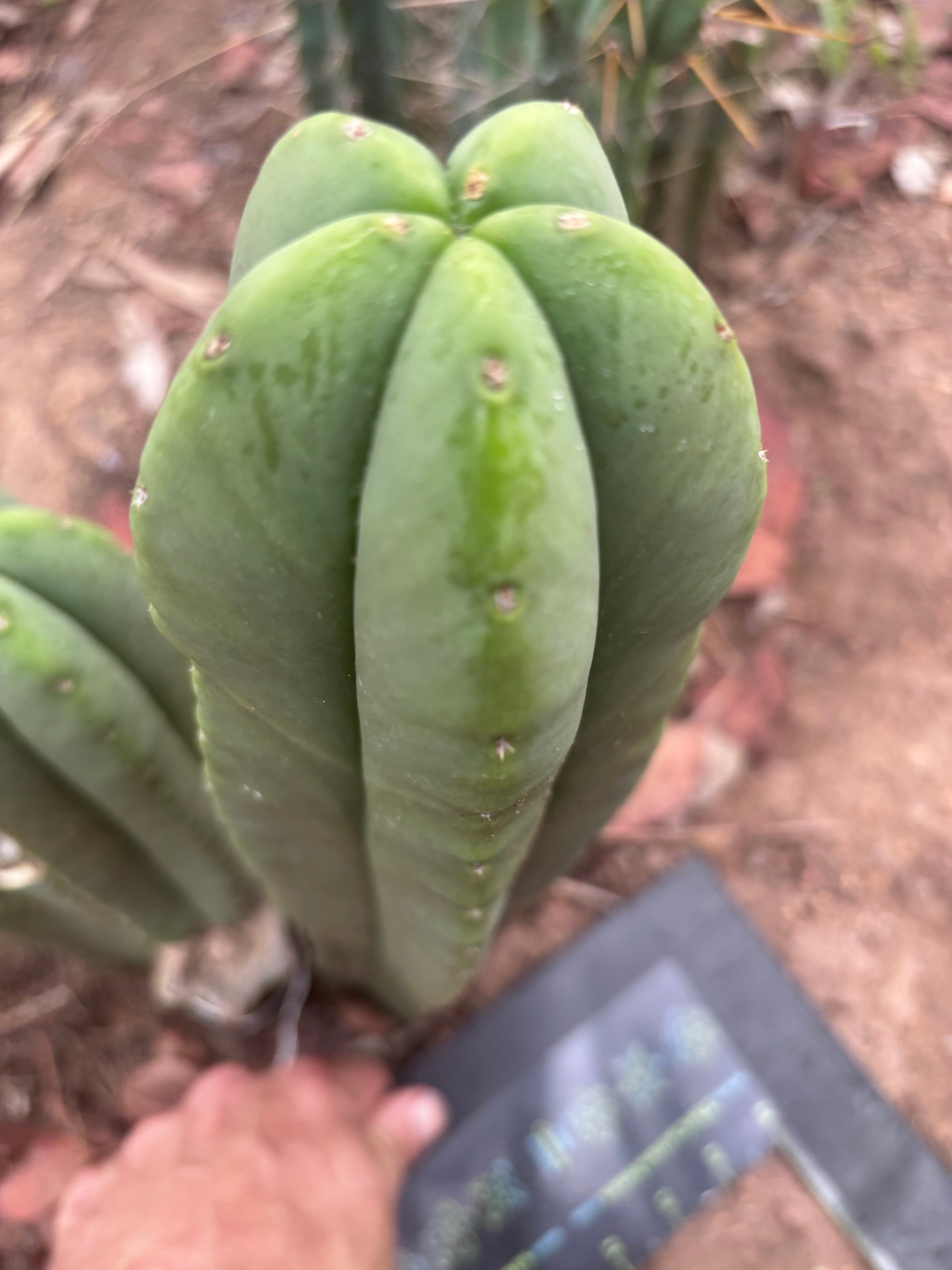 👑💎 Aussie Scop — Chonky 12” Pup