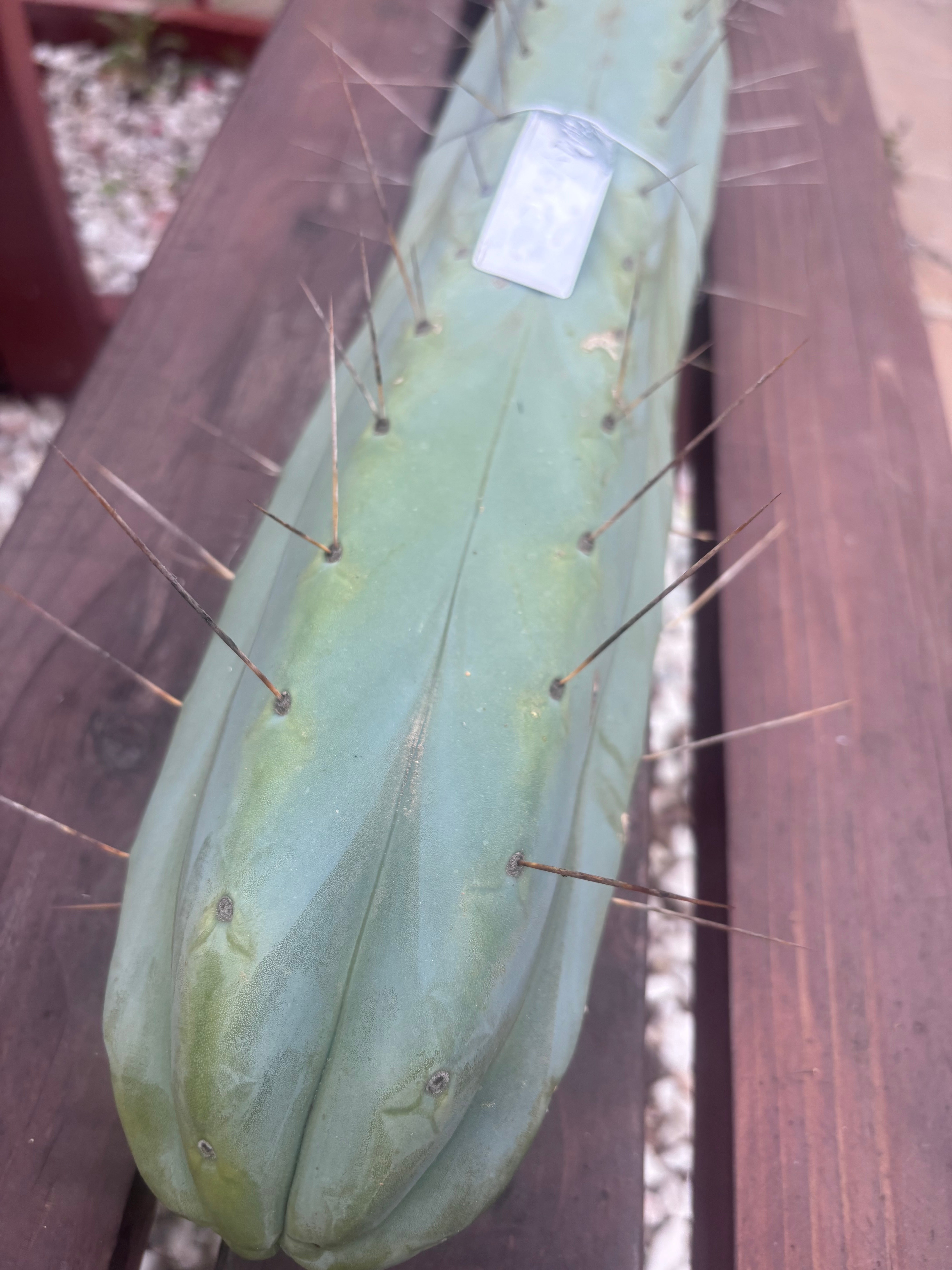 👑🌶️ Champagne — XL 14” Pup