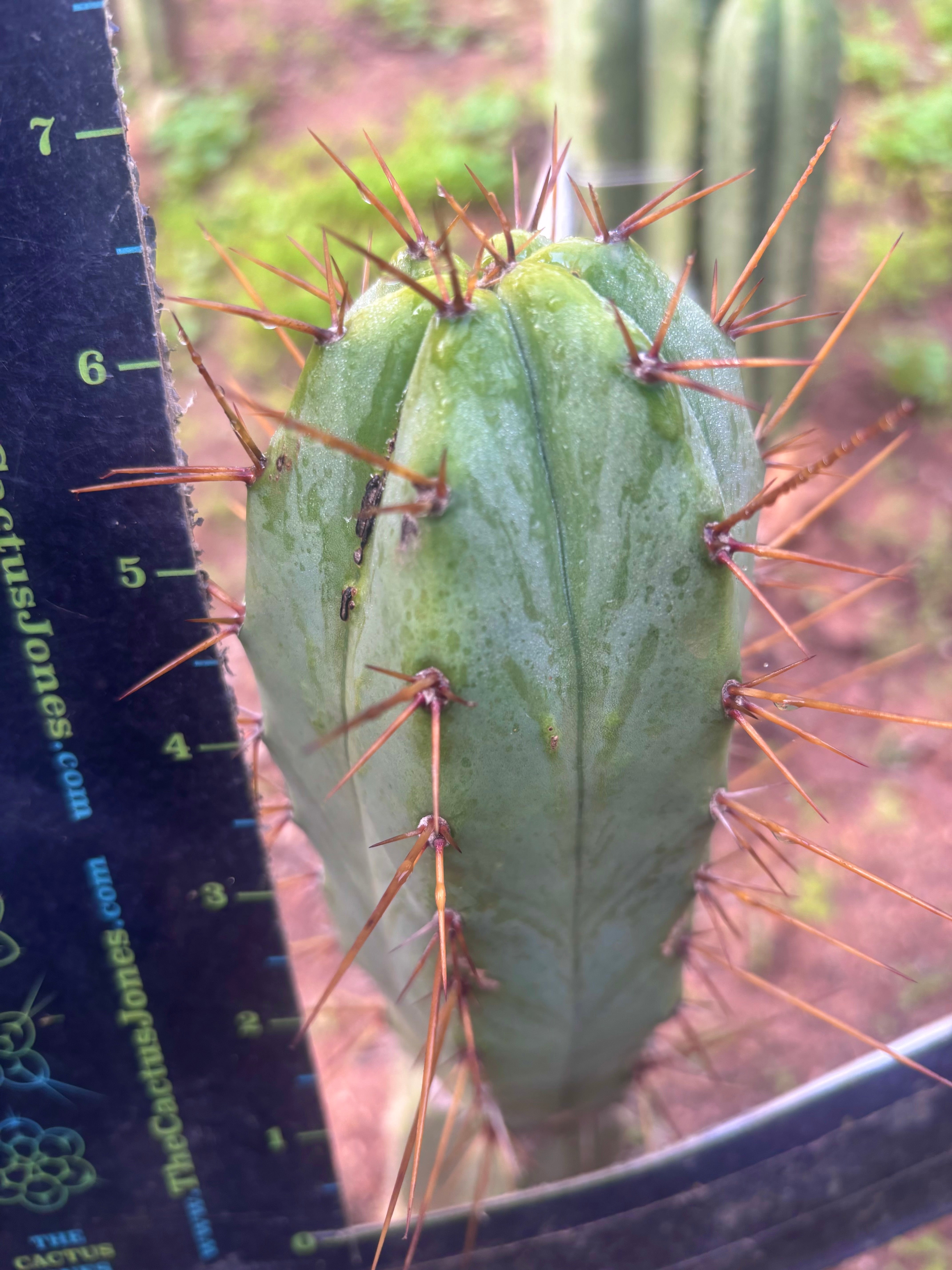 👑💎🌶️ CSD — 6.5” Tip