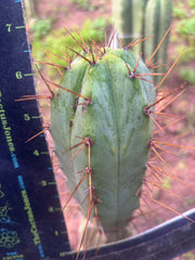 👑💎🌶️ CSD — 6.5” Tip