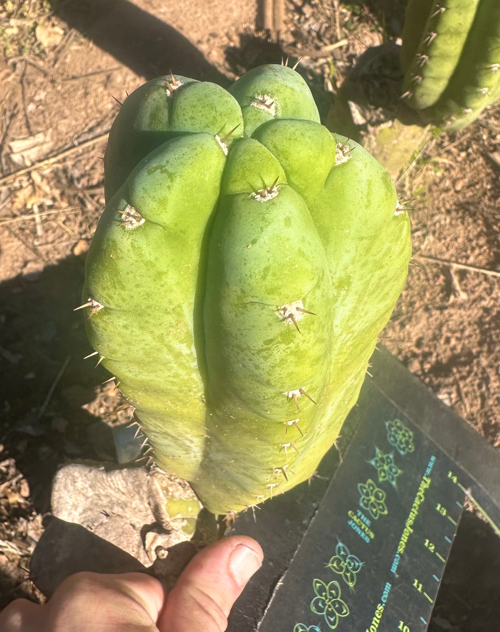 👑💎🌶️ Bob’s Colossus—  Beefy 9” Pup