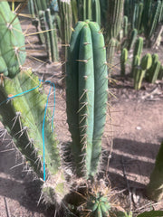 🌶️ 0102 — XL 15” Pup