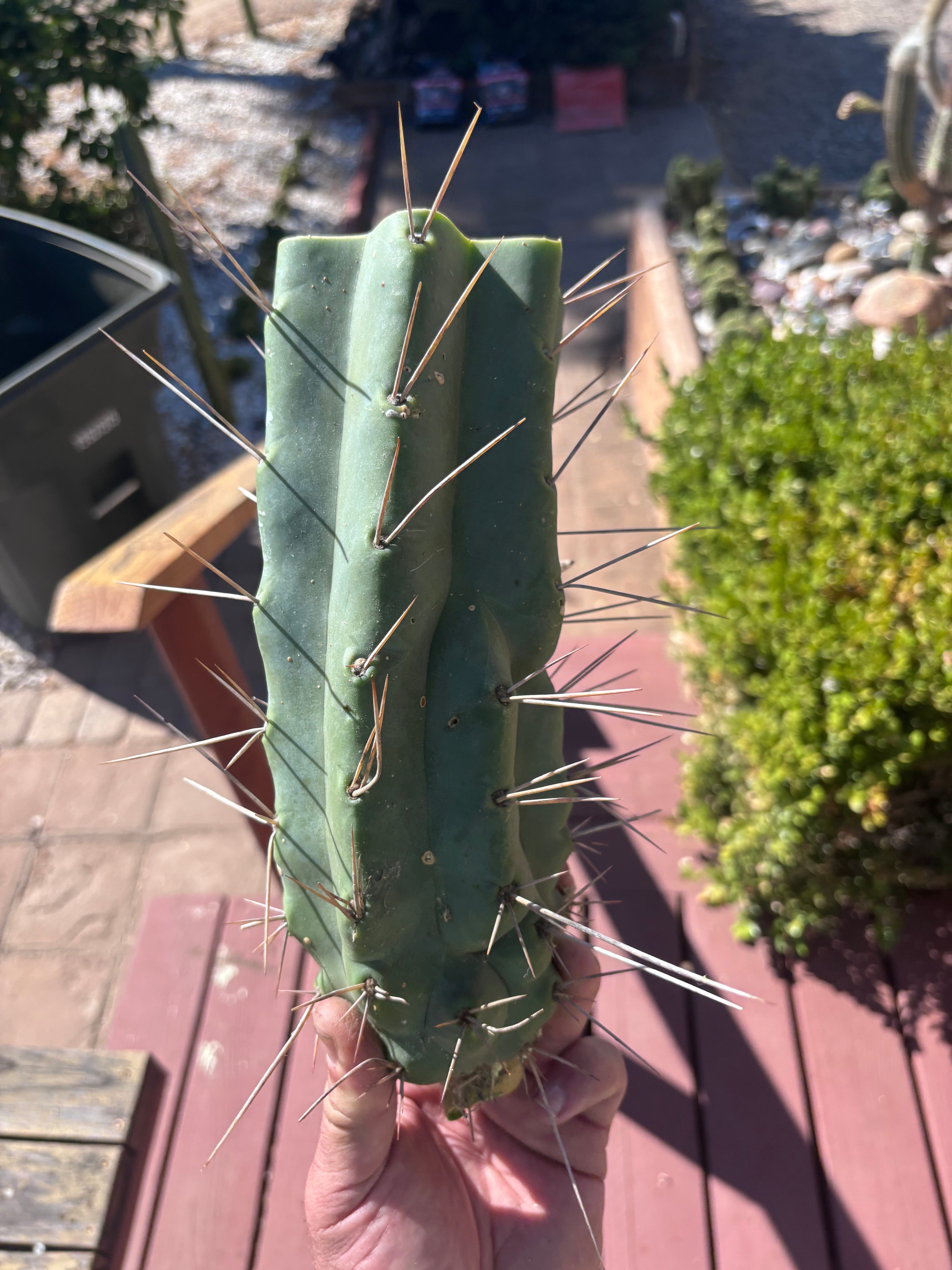 👑🌶️🌶️ Eileen — Thick 10” Mid