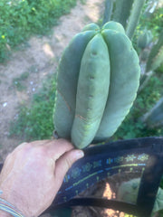 💎👑🌶️ Ferah — Chonky 7” Tip