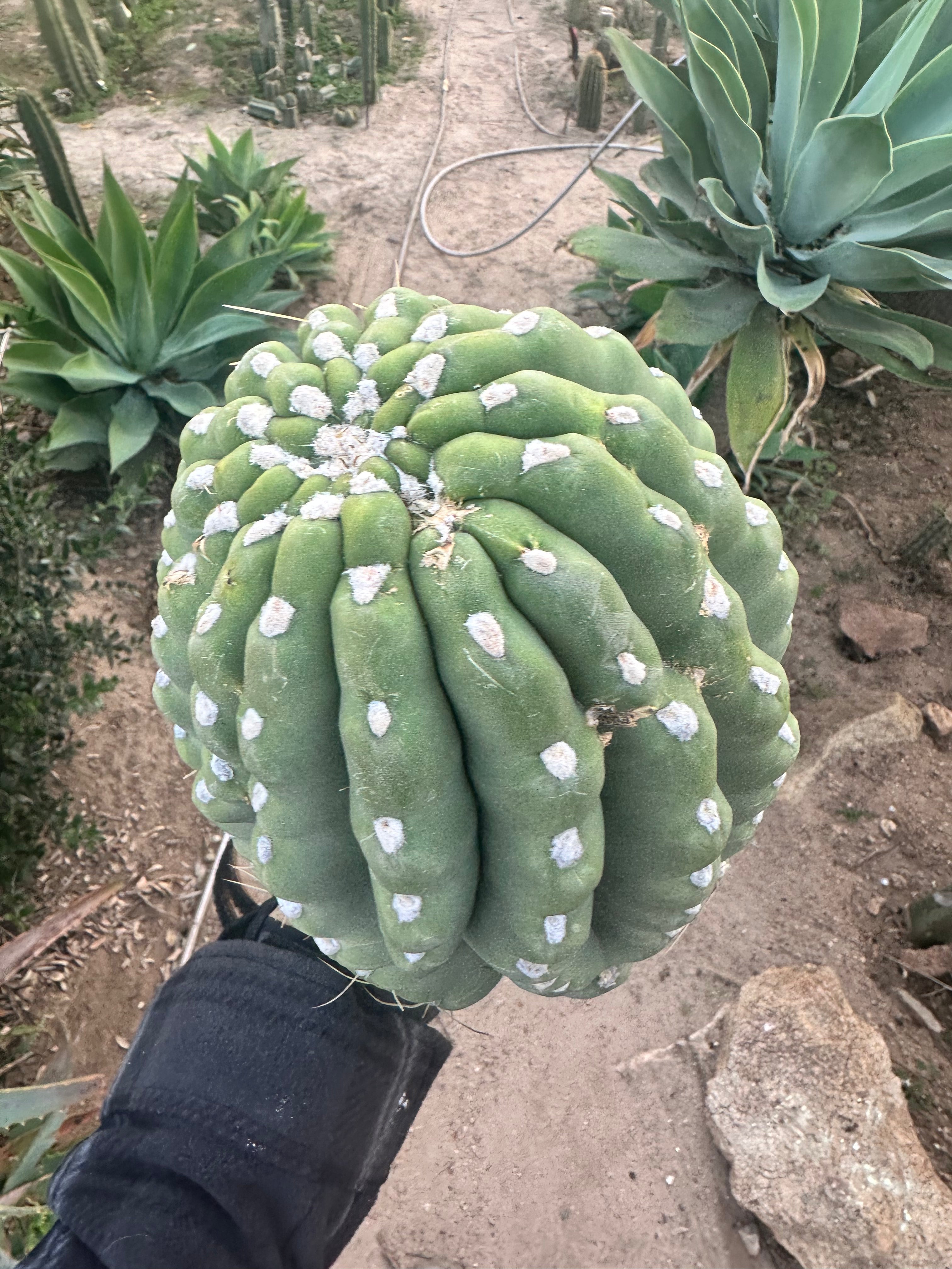 🐘 🐳  The Most Massive Pup I’ve Ever Listed