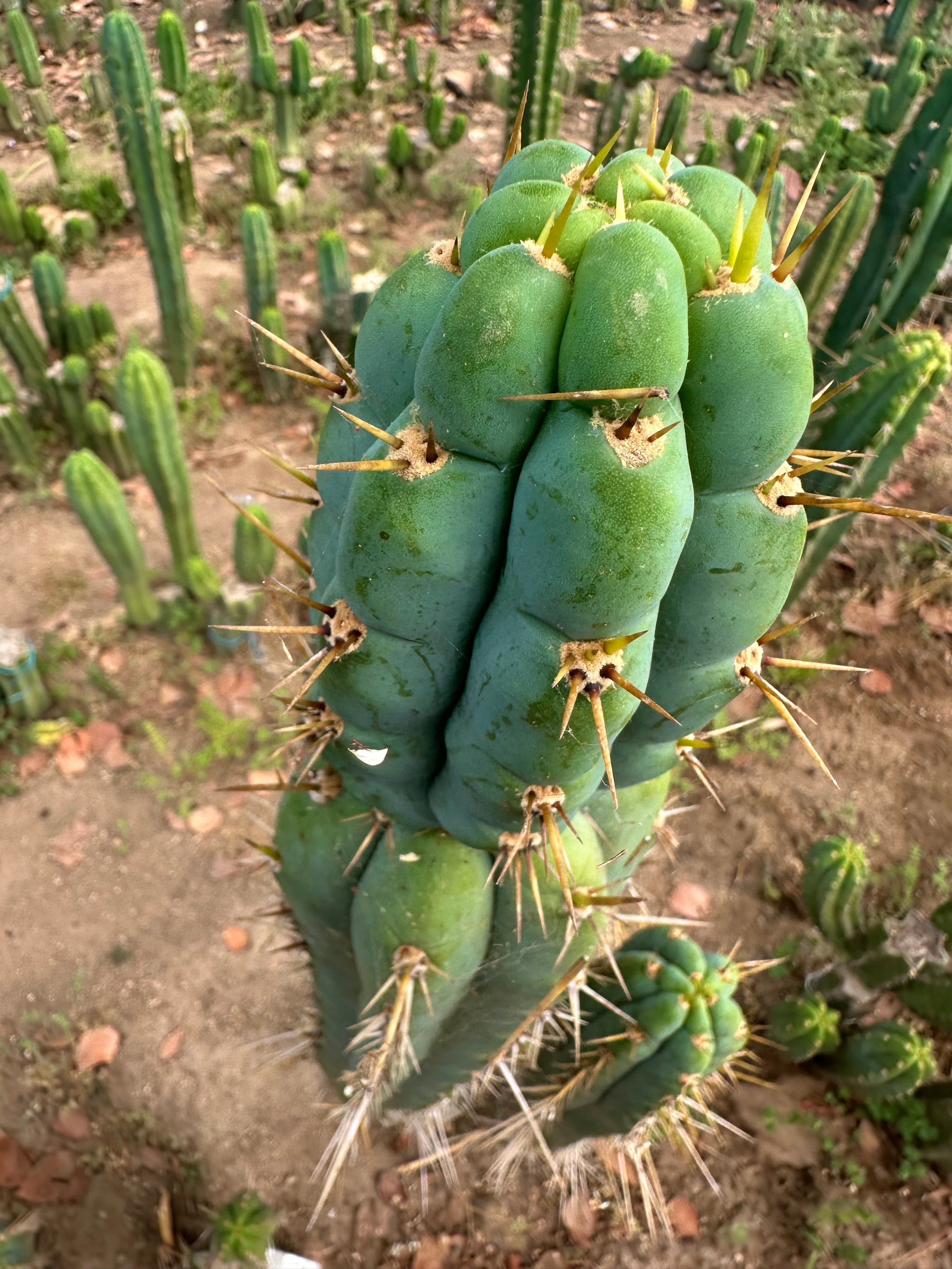 Colossus x Clyde  — XL 14” Tip