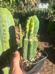 💎👑💎 VFV — Rooted Tip Graft