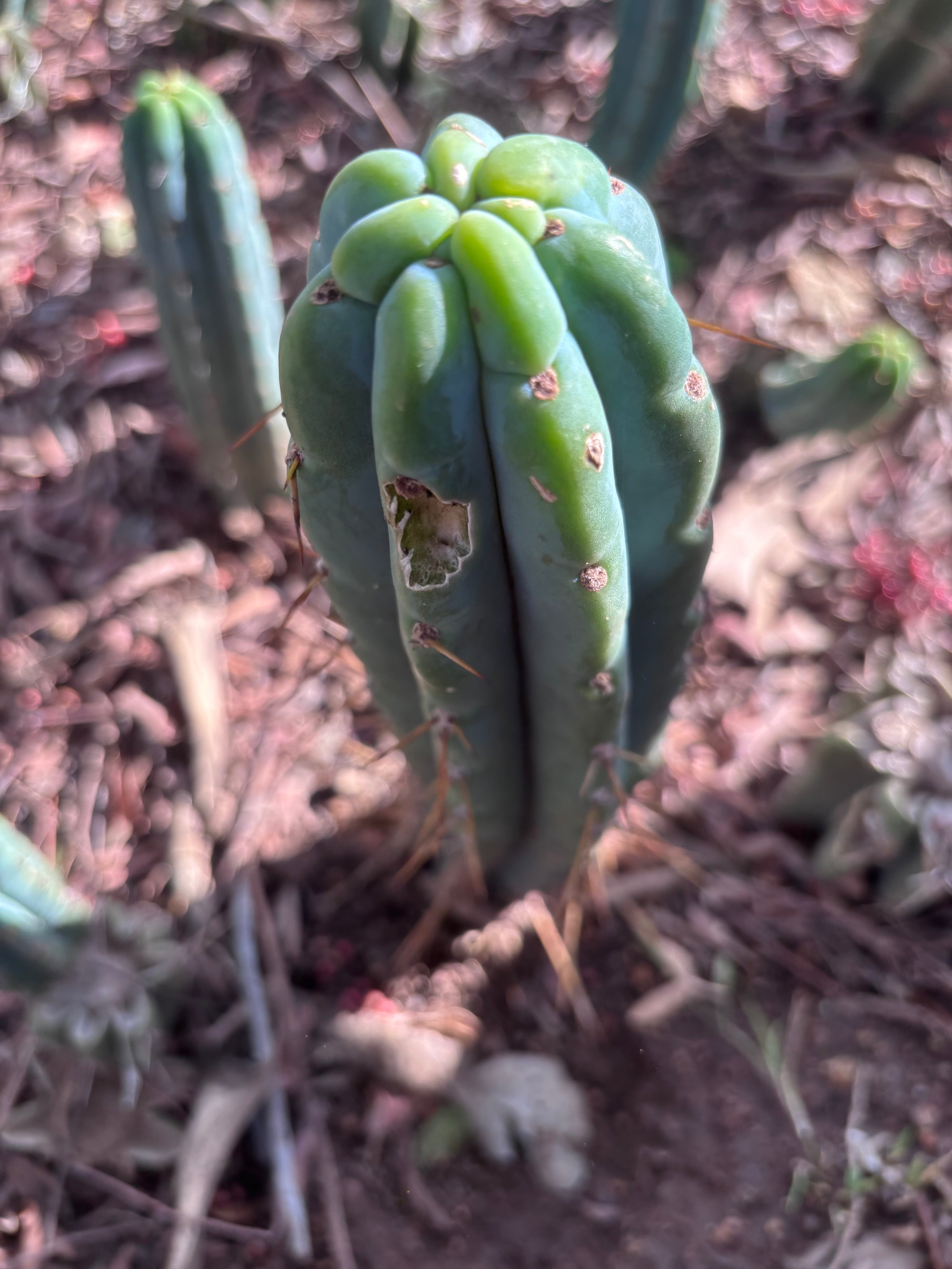 👑🌶️🌶️ Pala! — 8” Tip