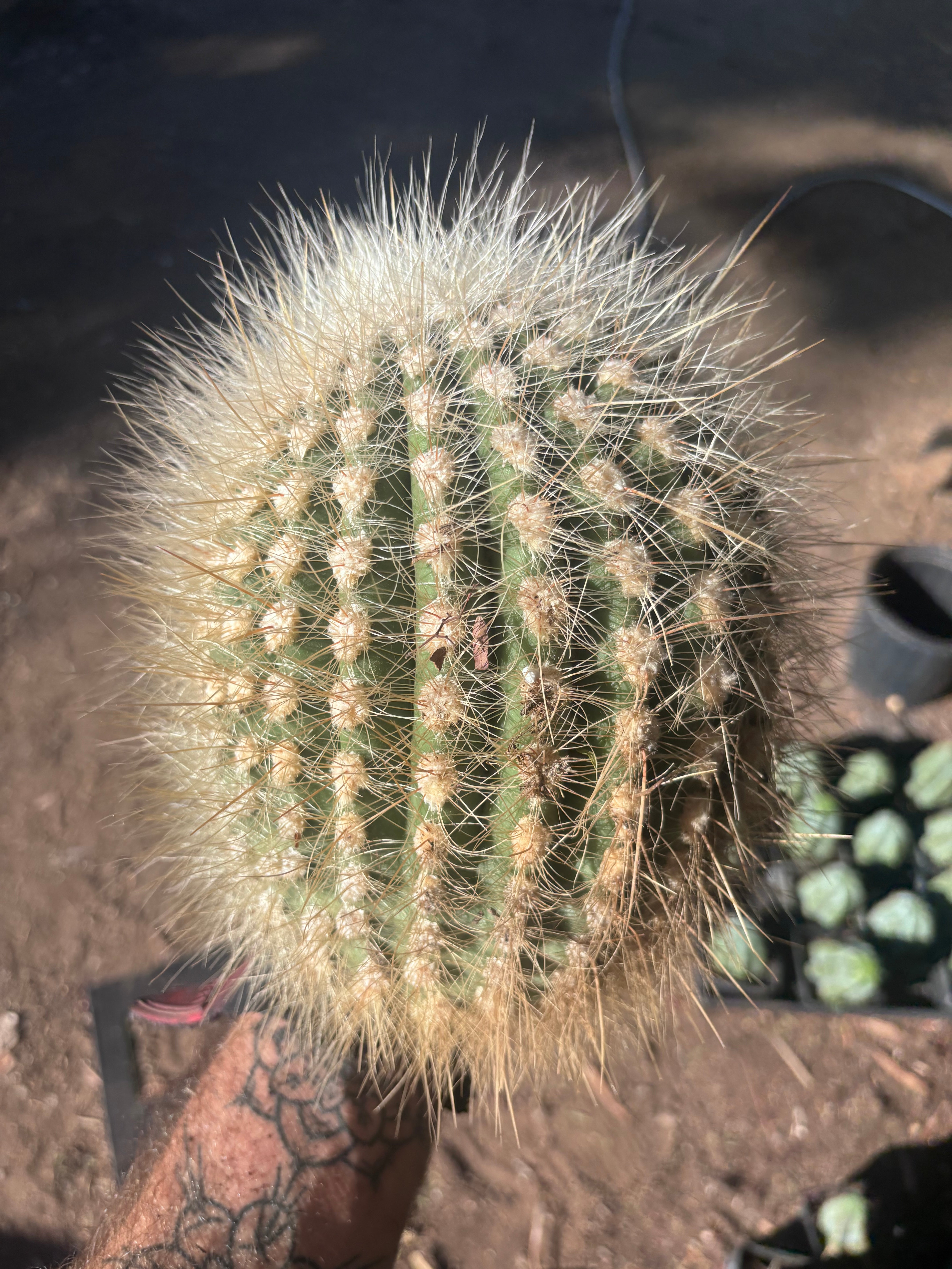 💎 T. Atacamensis — 10” x 8” Melon