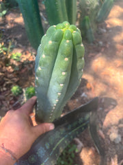 👑🌶️  Ichoca — 10” Tip