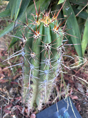 💎 Tacaquirensis — *Fully Rooted* 15”