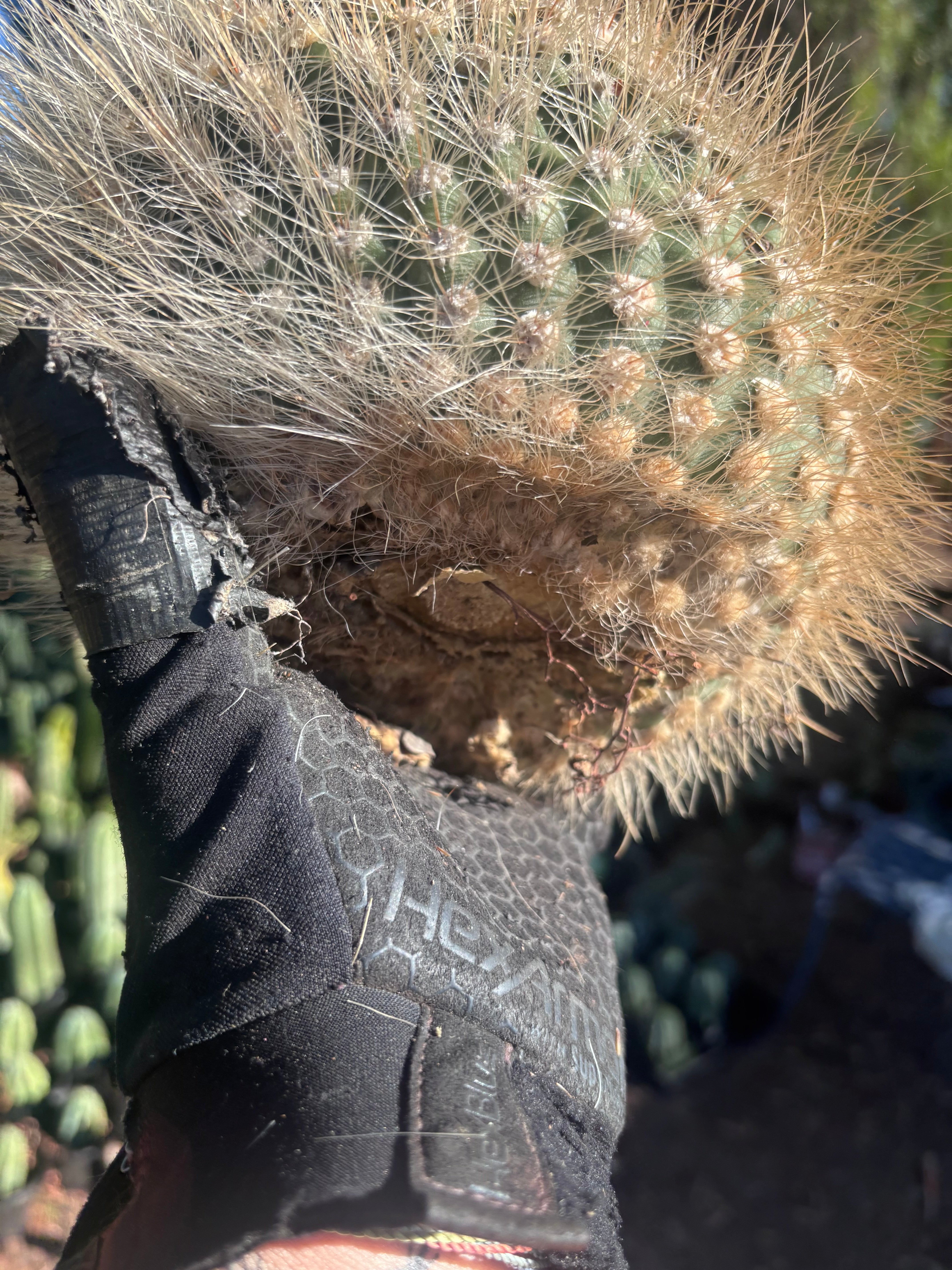 💎 T. Atacamensis — 10” x 8” Melon