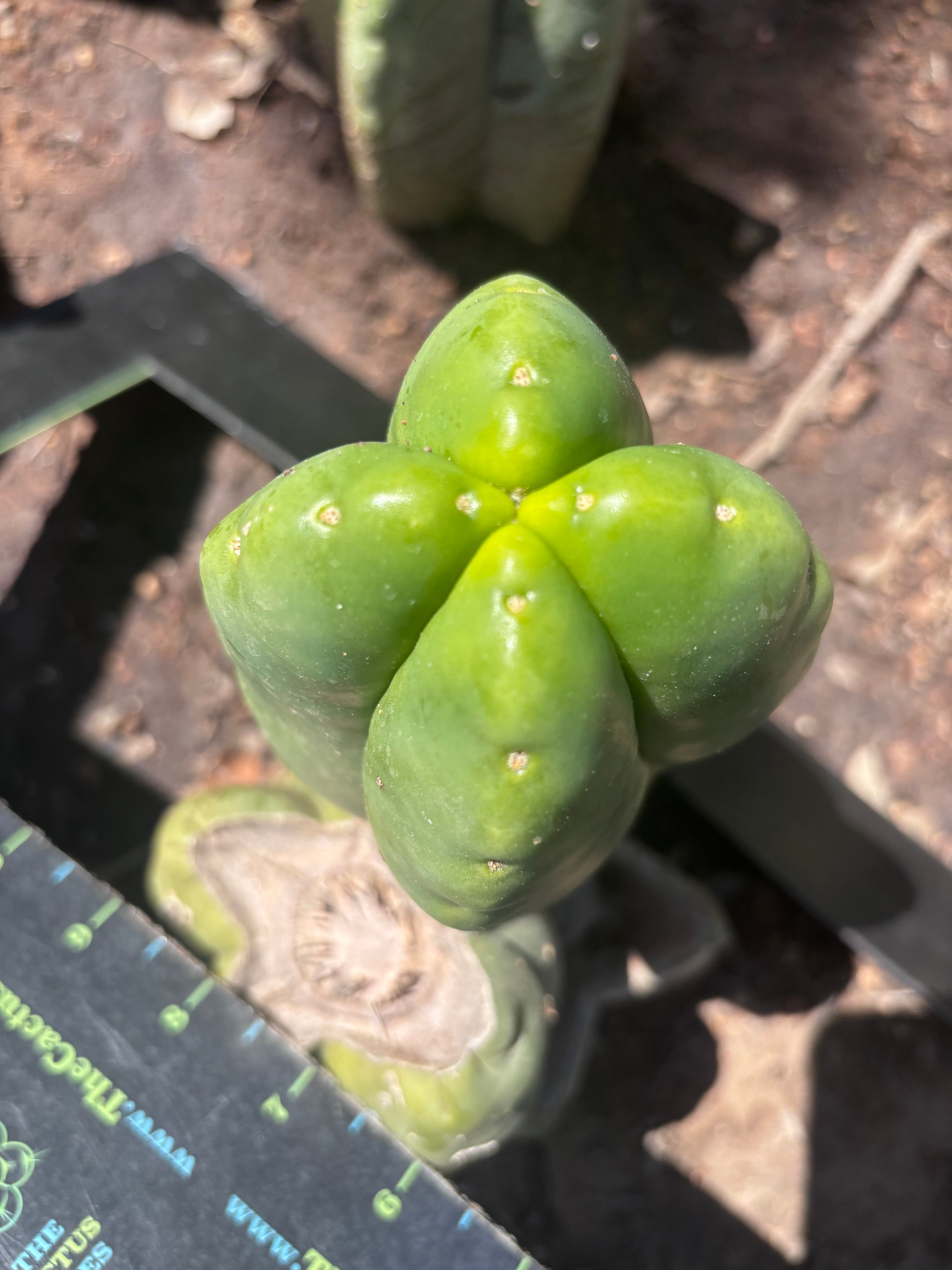 💎👑💎🌶️ Ferah — FourWang Chub Muffin