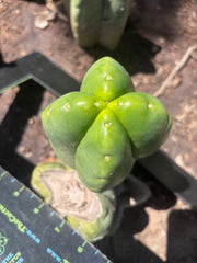 💎👑💎🌶️ Ferah — FourWang Chub Muffin