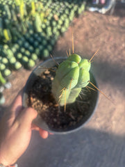 👑🌶️🌶️ Jiimz Twin Spine — Rooted 10” Tip