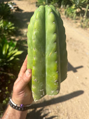 👑🌶️ Bitterfly — Beefy 9” Tip