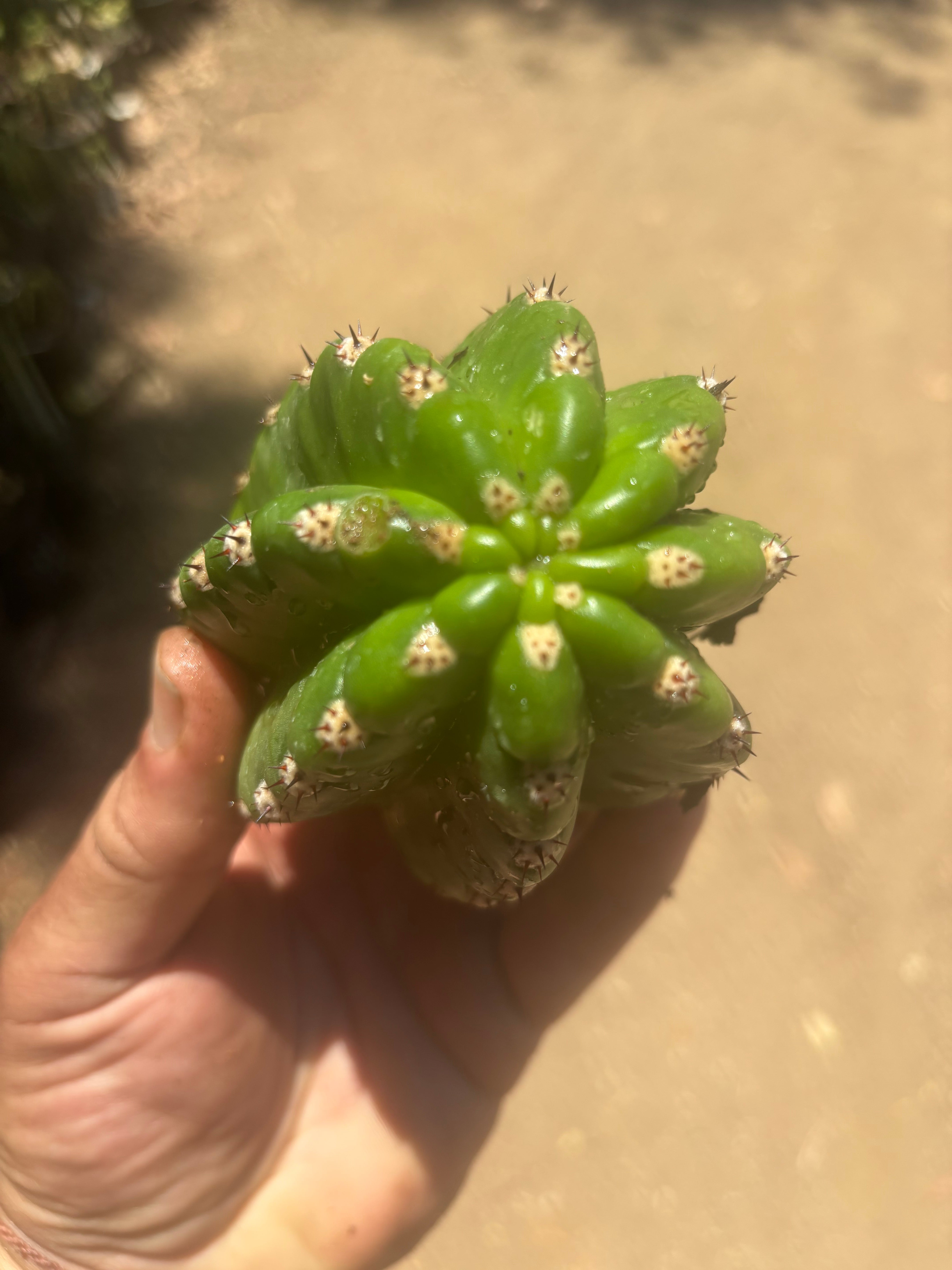 💎🦄💎 JS444 x Pluto (Cross Genus!) — Fat 5” Grenade