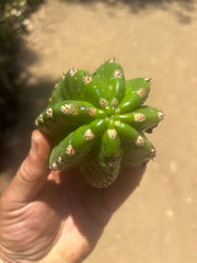 💎🦄💎 JS444 x Pluto (Cross Genus!) — Fat 5” Grenade